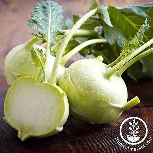 Μια κοντινή τετραγωνική εικόνα του 'Early White Vienna' Kohlrabi που βρίσκεται σε μια ξύλινη επιφάνεια. Στο κάτω μέρος του πλαισίου υπάρχει ένα λευκό κυκλικό λογότυπο με κείμενο.