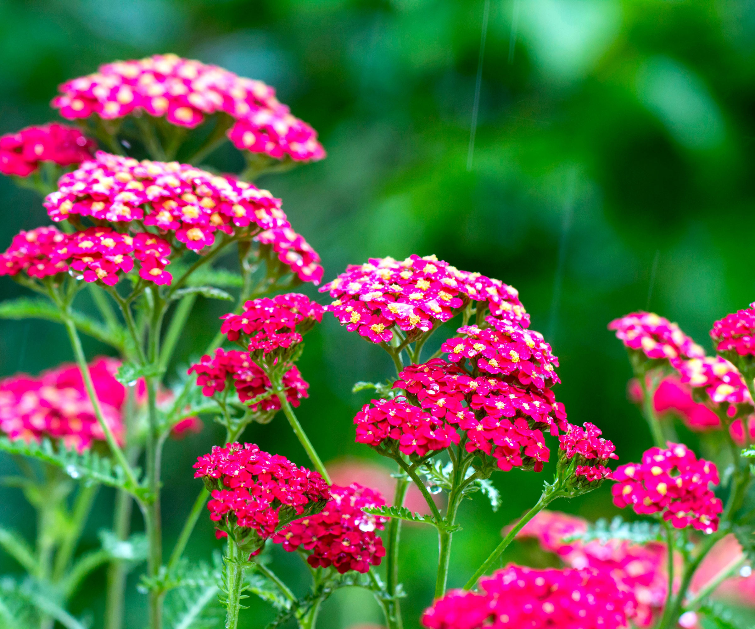 φυτά yarrow με βαθιά ροζ λουλούδι κεφάλια