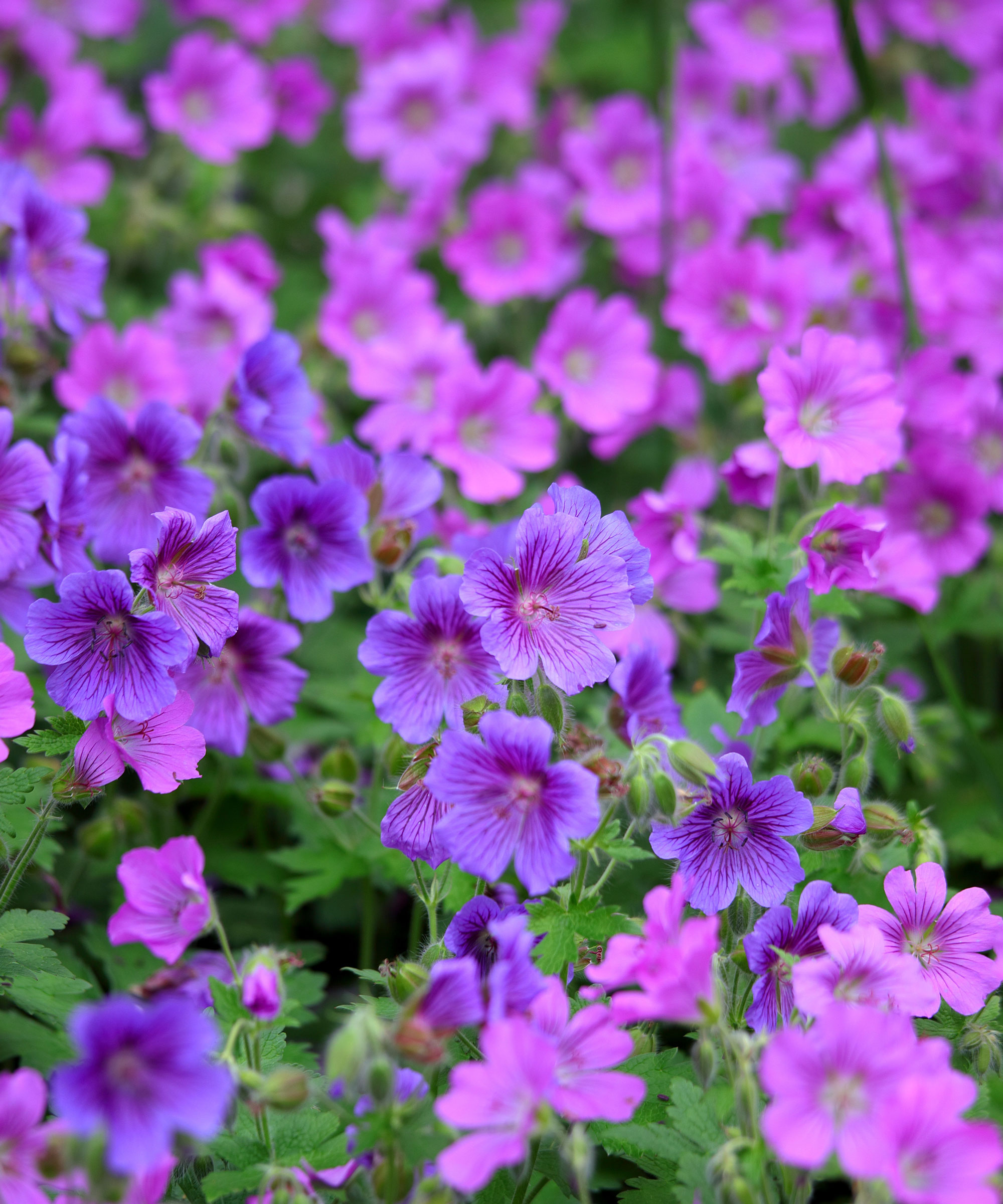Hardy Geraniums με μωβ και ροζ λουλούδια