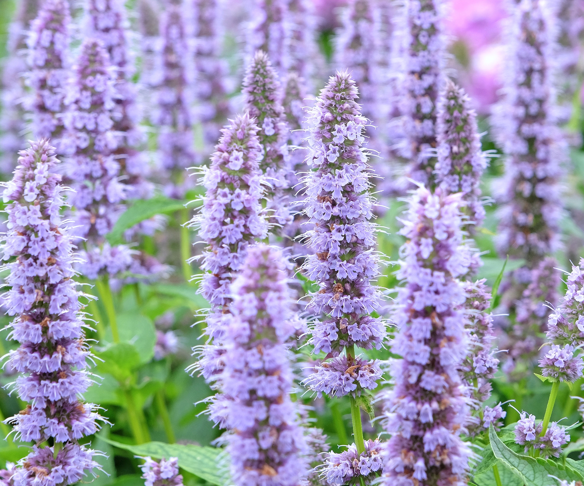 Agastache Blue Fortune Plants με ψηλά λουλούδια Spiers