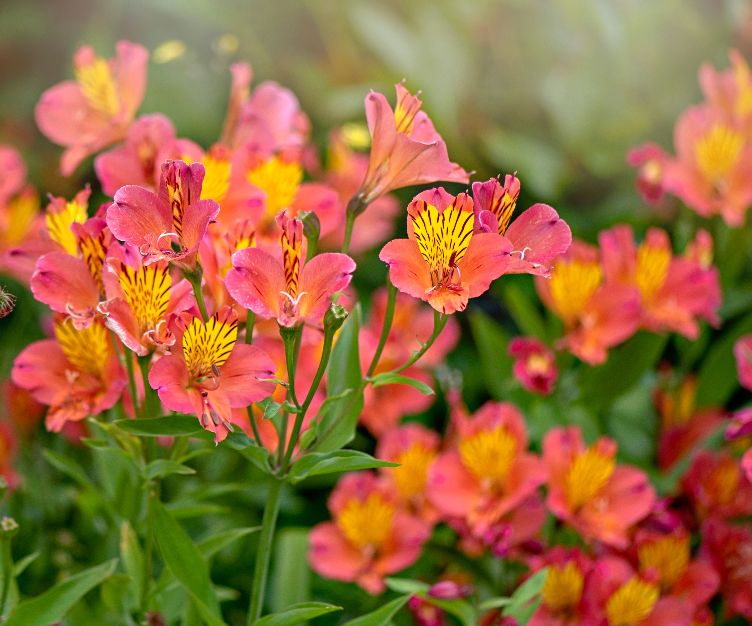 Alstroemeria φυτά με βαθιά πορτοκαλί λουλούδια