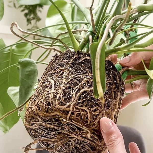 Γλάστρες και επαναφορά του Monstera Deliciosa