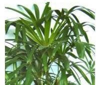 Η Lady Palm είναι φυτά εσωτερικού χώρου