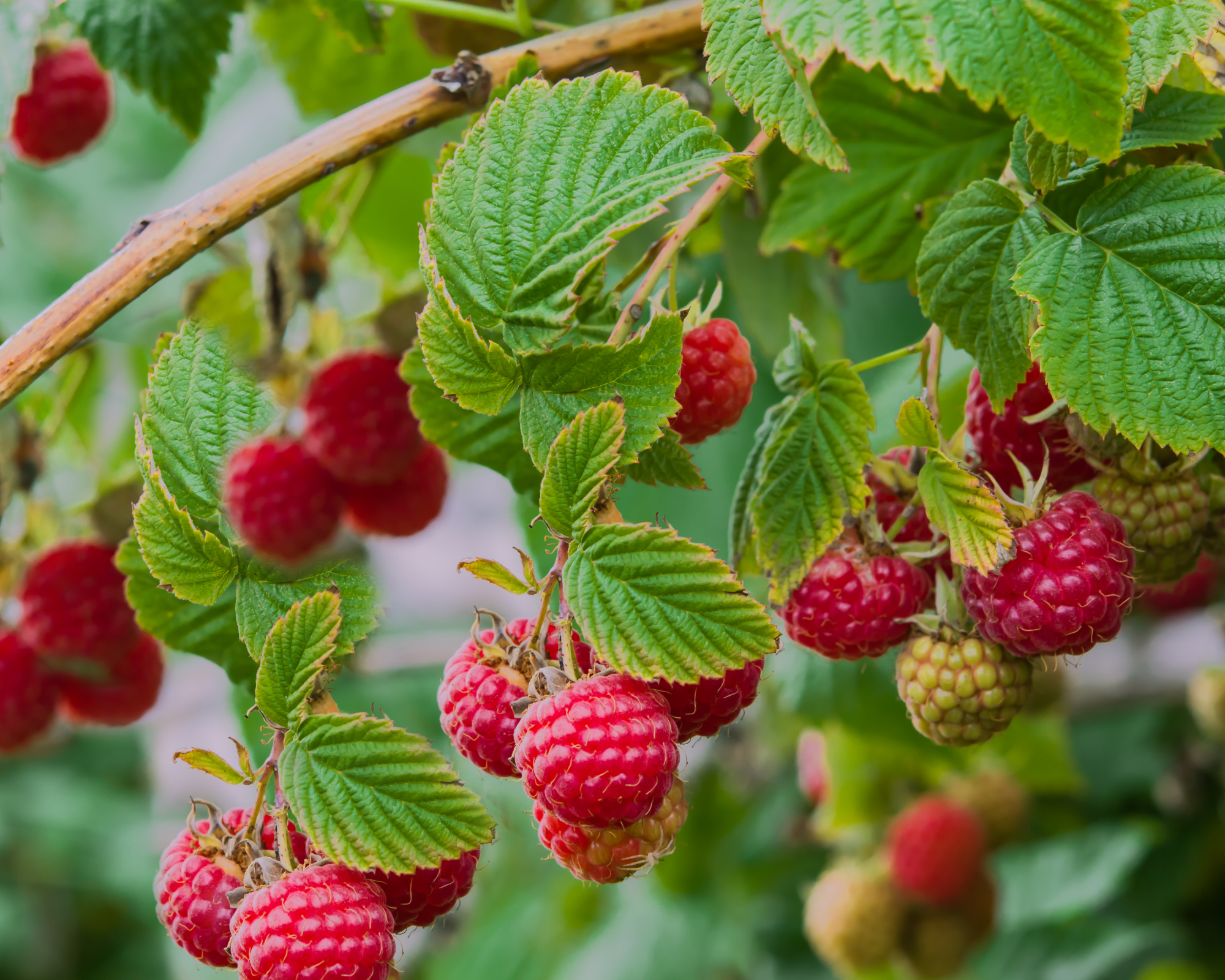 Κόκκινα σμέουρα σε ένα bramble