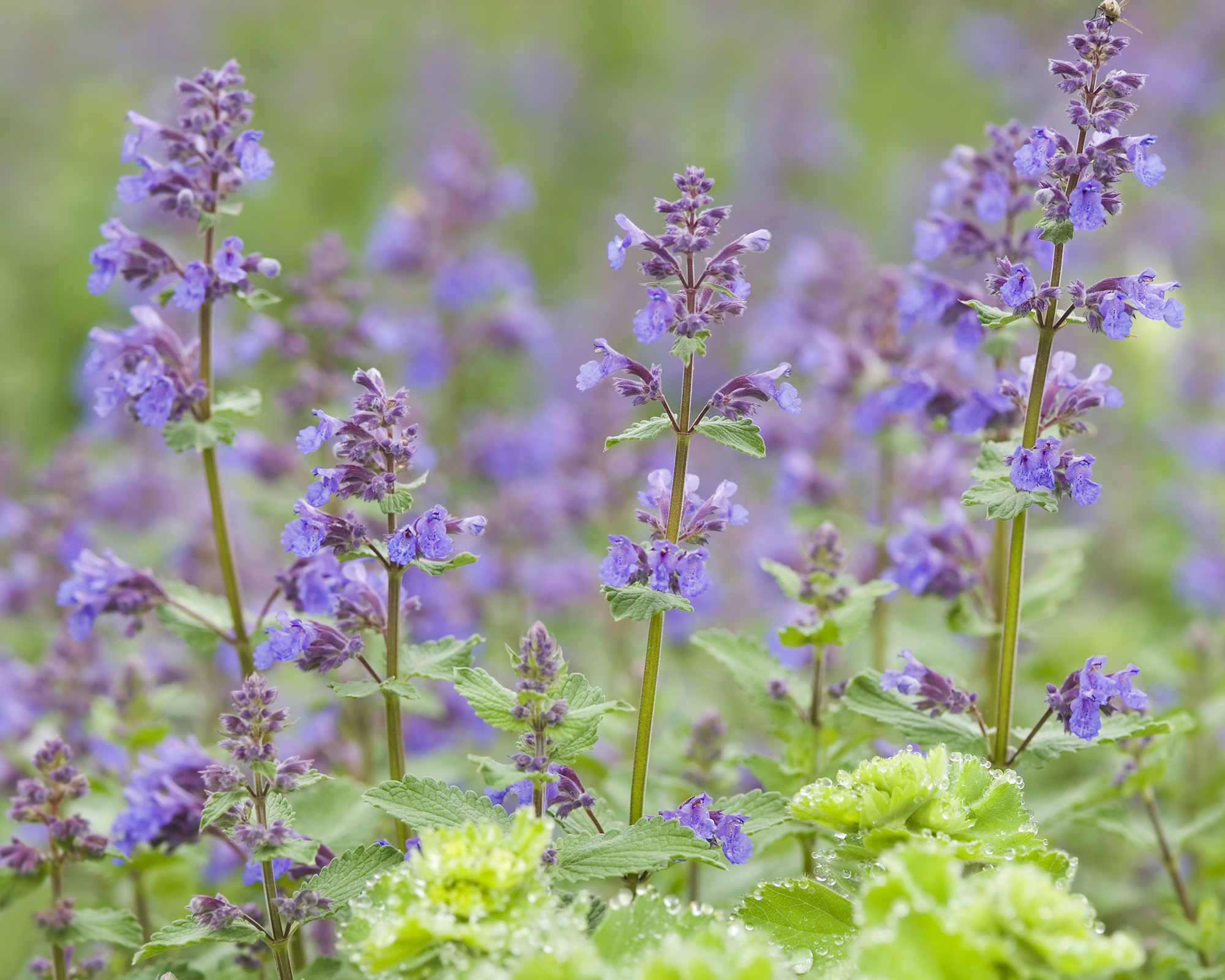 Μωβ Λουλούδια Catmint