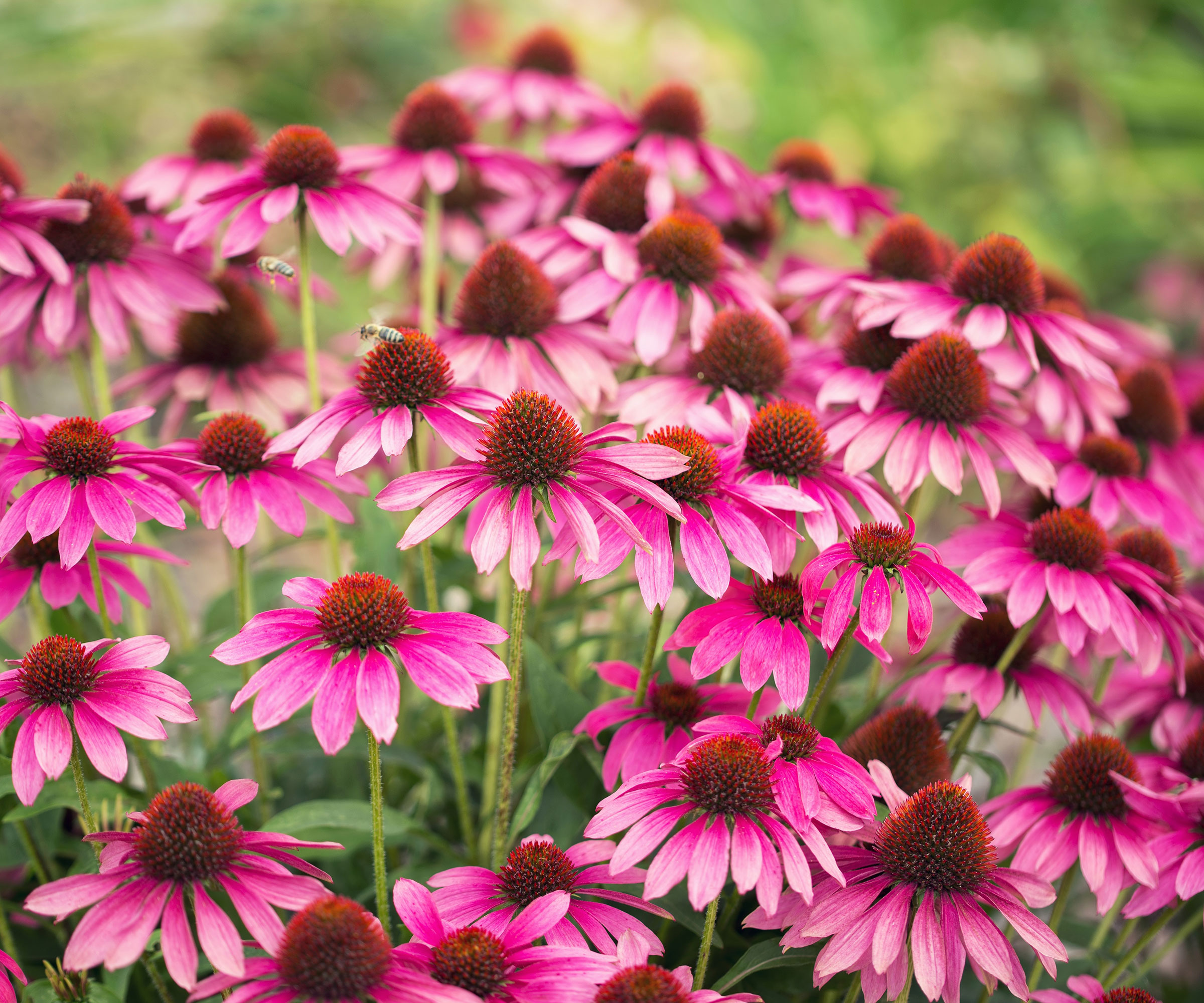 Pink Coneflowers στο σχέδιο φύτευσης Prairie