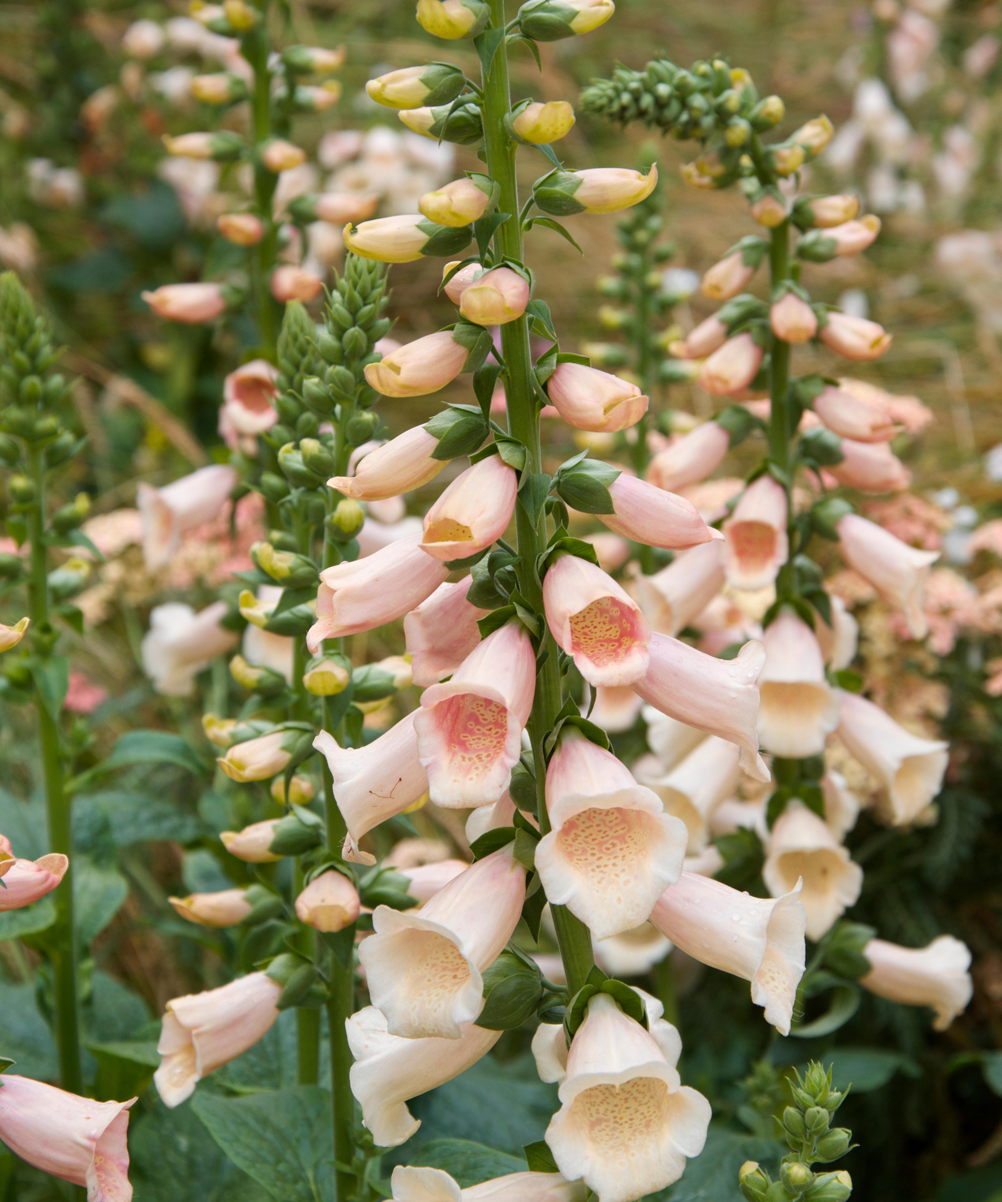 Βερίκοκο του Foxgloves Sutton