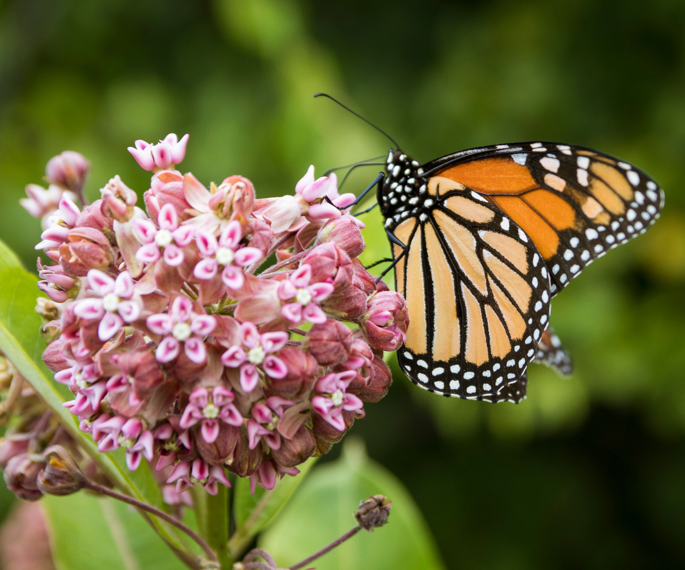 Monarch Butterfly στο κεφάλι λουλουδιών του Milkweed