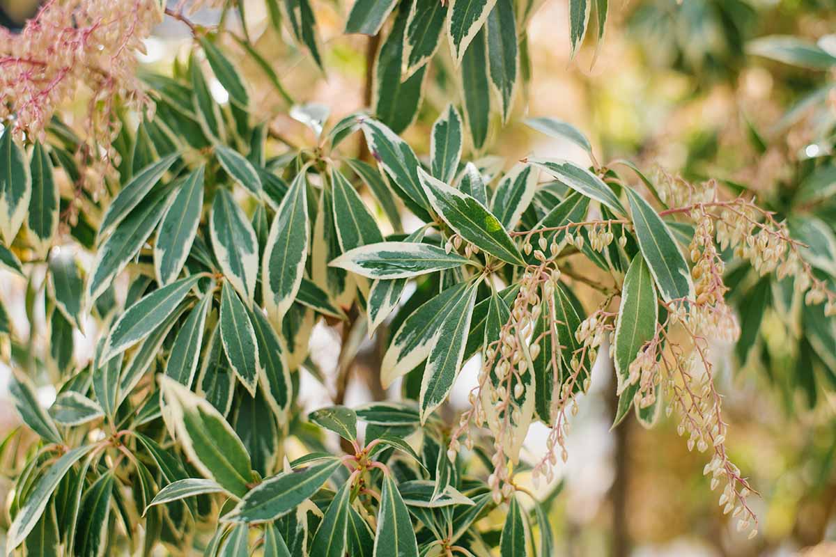 Μια κοντινή οριζόντια εικόνα του Pieris Japonica 'Variegata' που αναπτύσσεται στον κήπο που απεικονίζεται σε ένα μαλακό φόντο εστίασης.