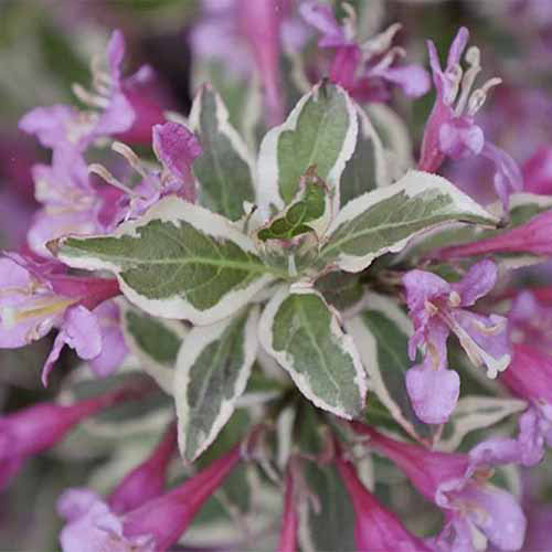 Μια κοντινή τετραγωνική εικόνα του Weigela Florida 'My Monet' με μικρά μοβ λουλούδια και ποικίλο φύλλωμα που αναπτύσσεται στον κήπο που απεικονίζεται σε ένα φόντο μαλακής εστίασης.