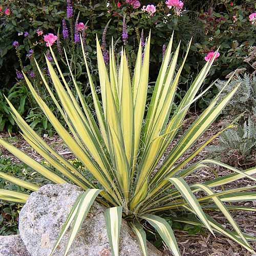 Μια κοντινή τετραγωνική εικόνα του Yucca Filamentosa 'Color Guard' που αναπτύσσεται στον κήπο με μια ποικιλία πολυετών θάμνων στο παρασκήνιο.