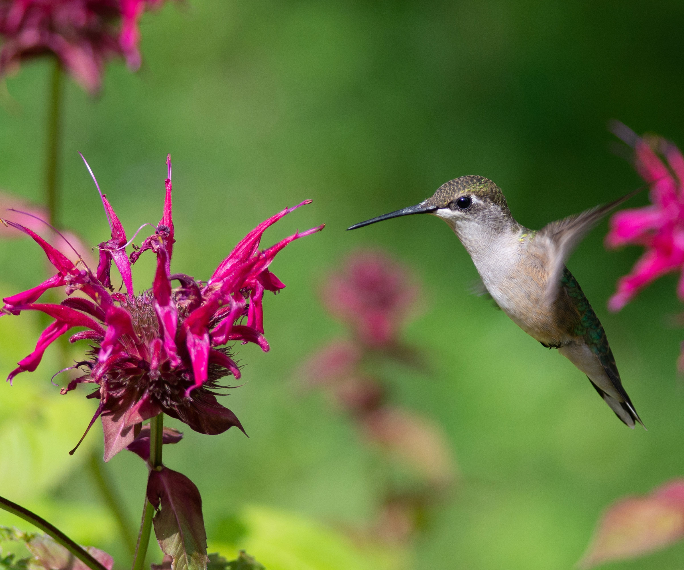 Hummingbird επισκέπτοντας monarda με ξεθωριασμένο λουλούδι