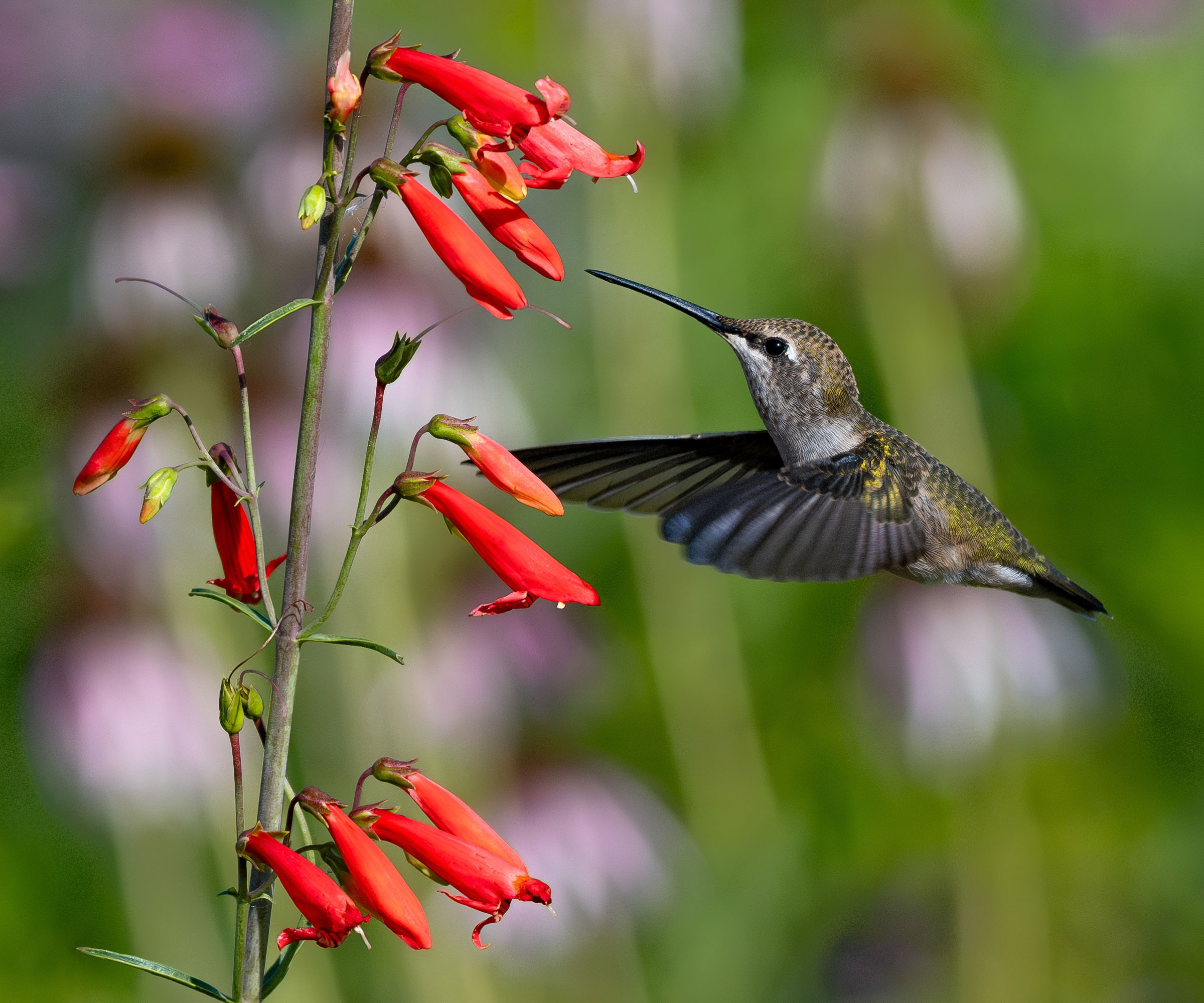 Hummingbird επισκέπτοντας το Penstemon Firecracker