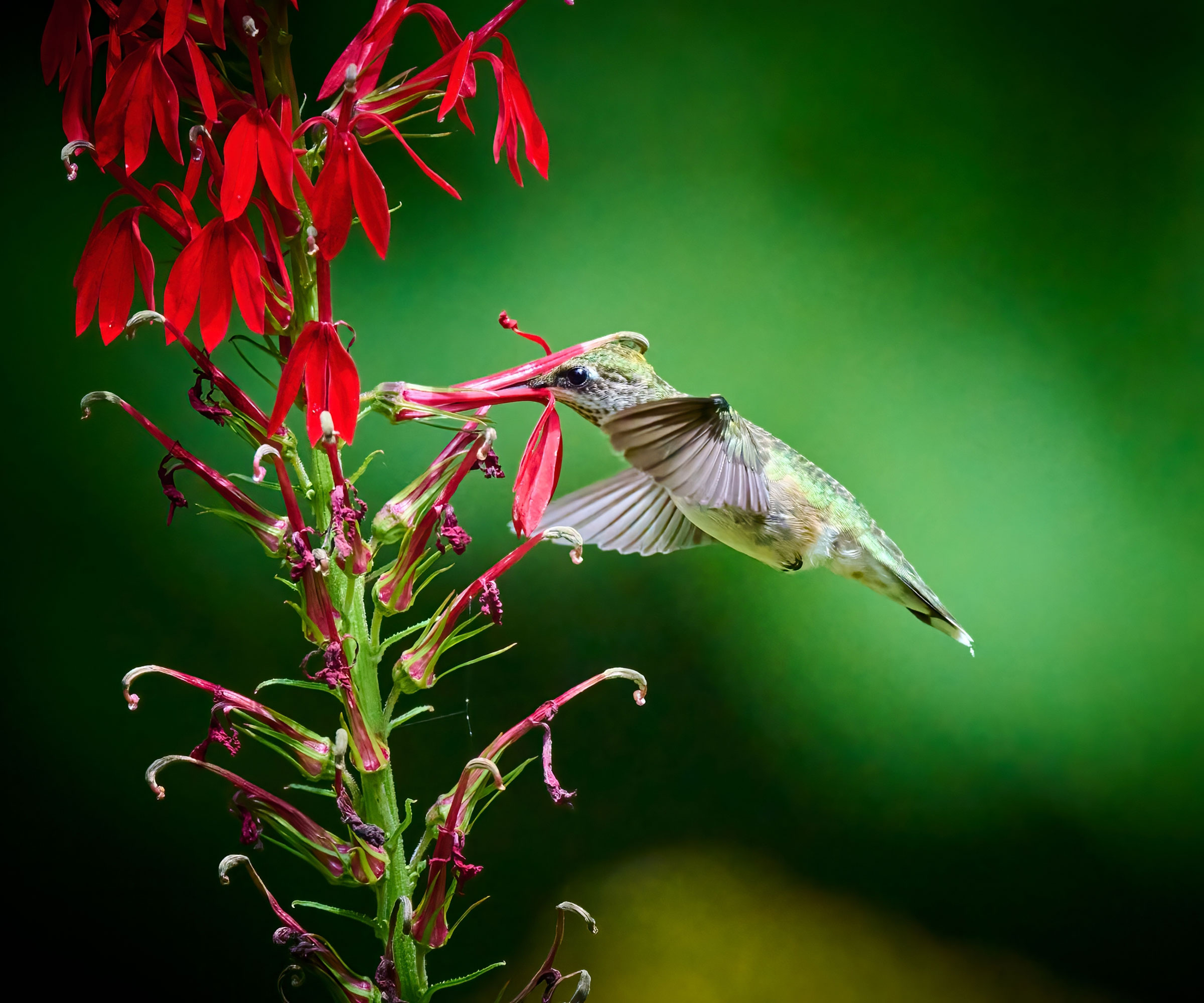 Ο Ruby throated Hummingbird επισκέπτεται το κόκκινο καρδινάλιο λουλούδι