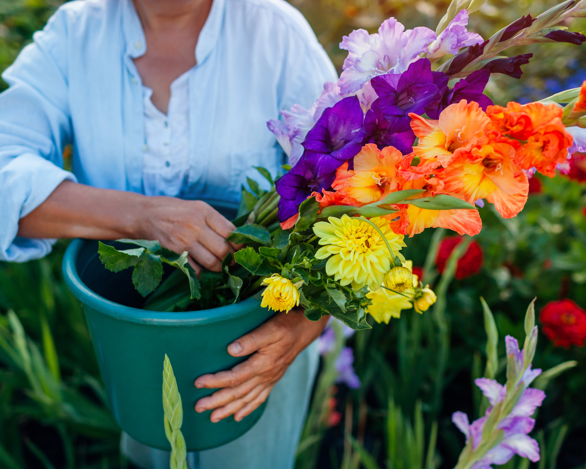 Γυναίκα που μεταφέρει κάδο γεμάτο gladioli και κομμένα λουλούδια
