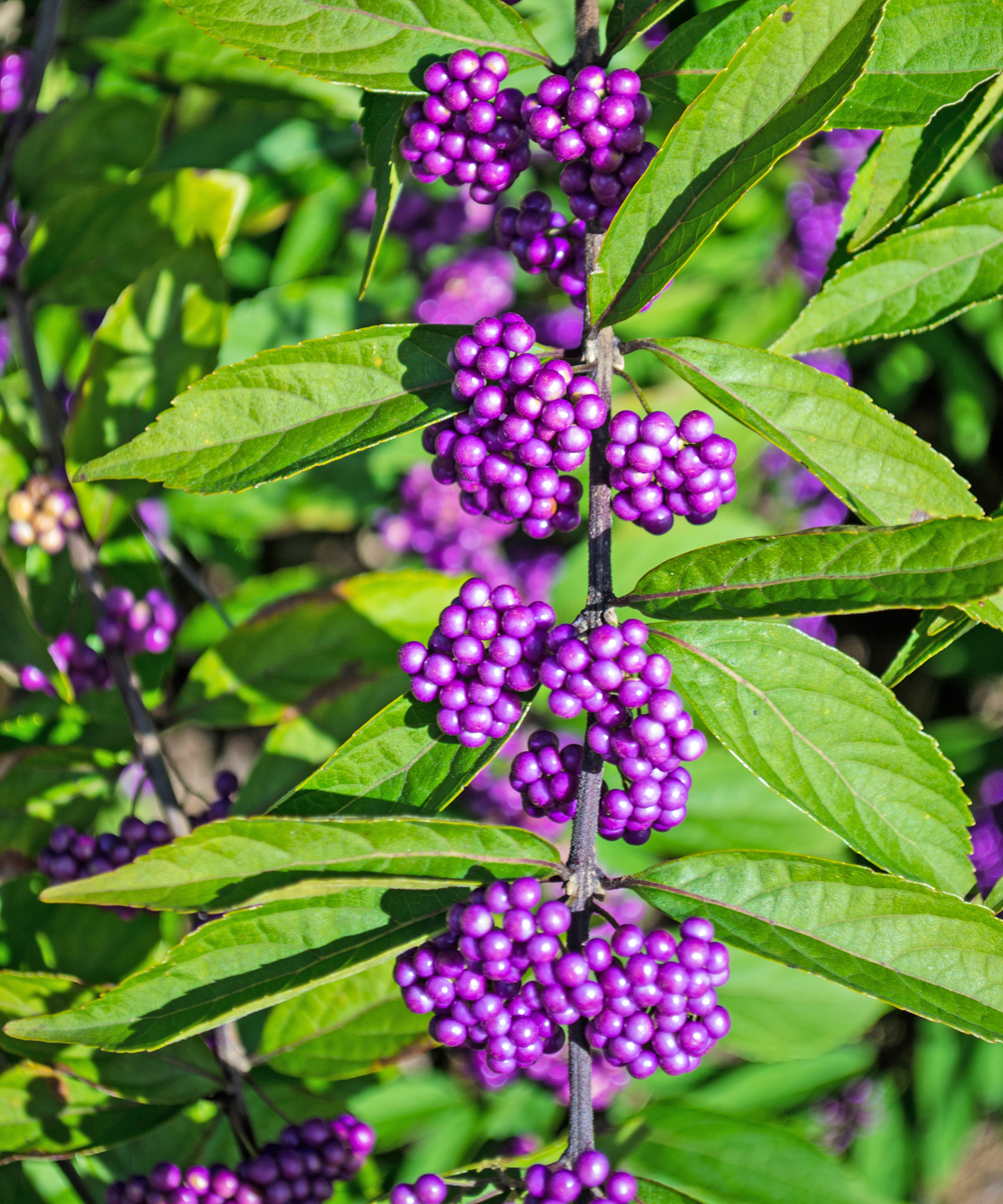 BeautyBerry Callicarpa American