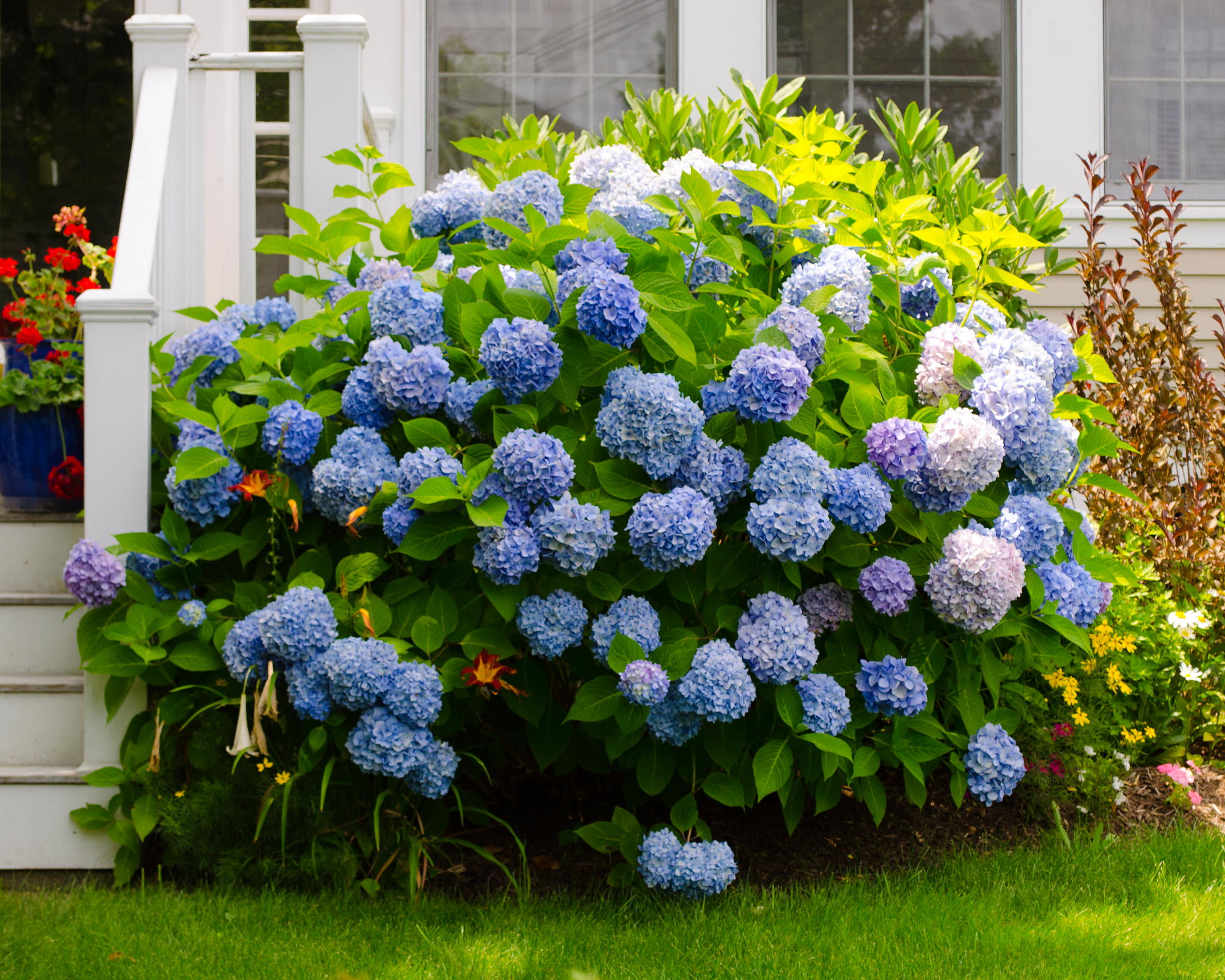Blue Mophead Hydrangea δίπλα στην μπροστινή βεράντα