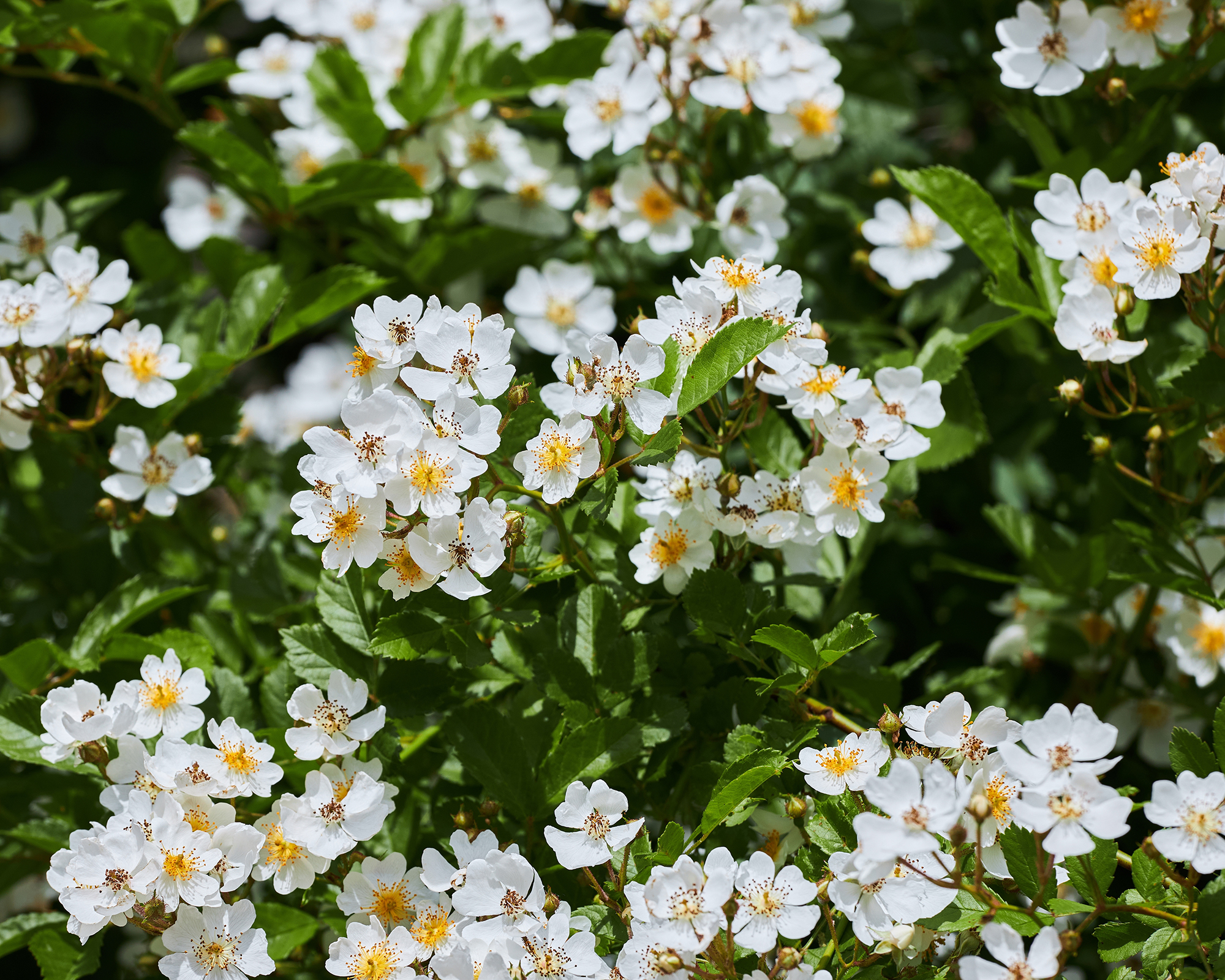 Λευκά Λουλούδια του Rodbling Rose 'Kiftsgate'