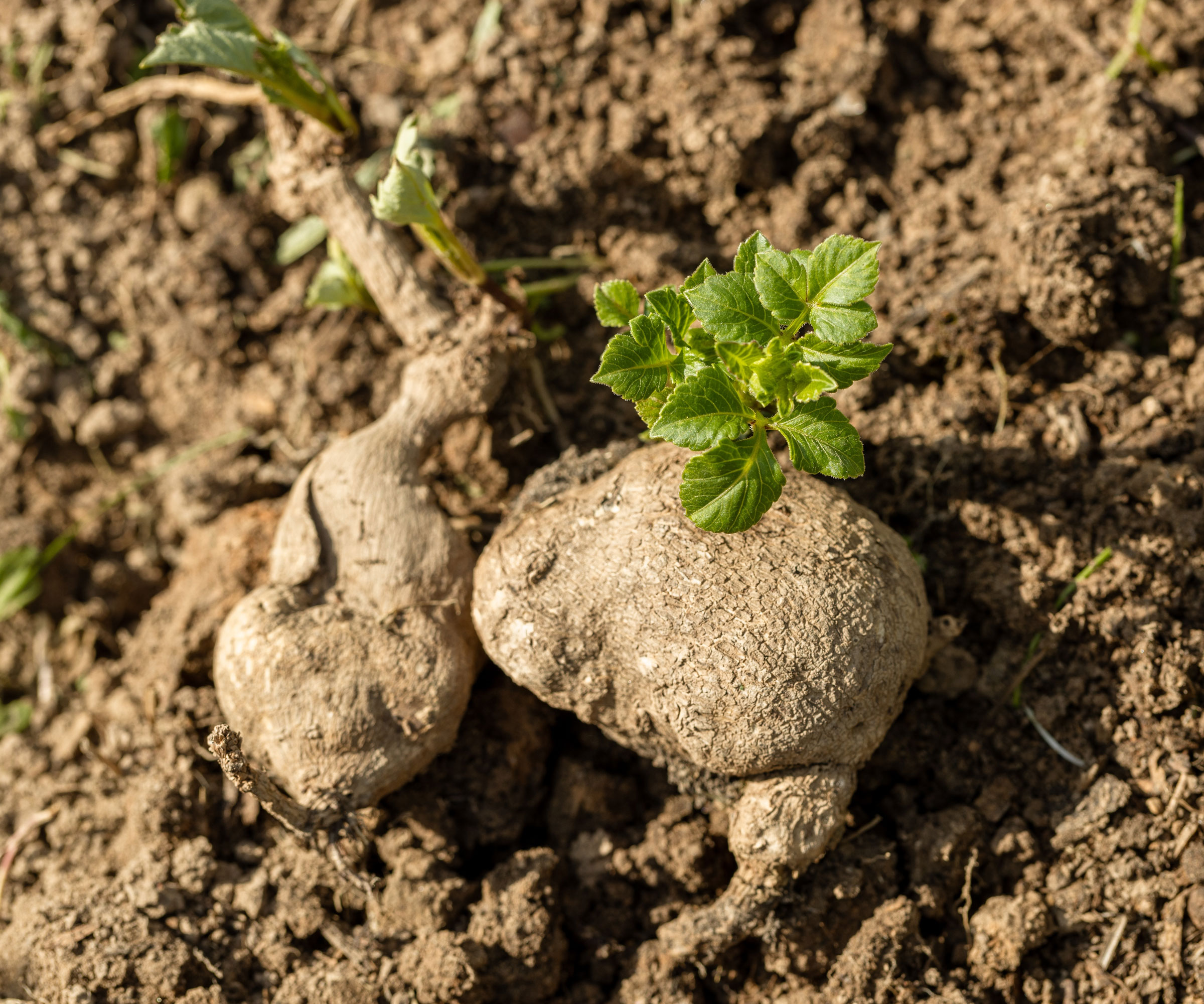 Dahlia Tuber Sprouting την άνοιξη