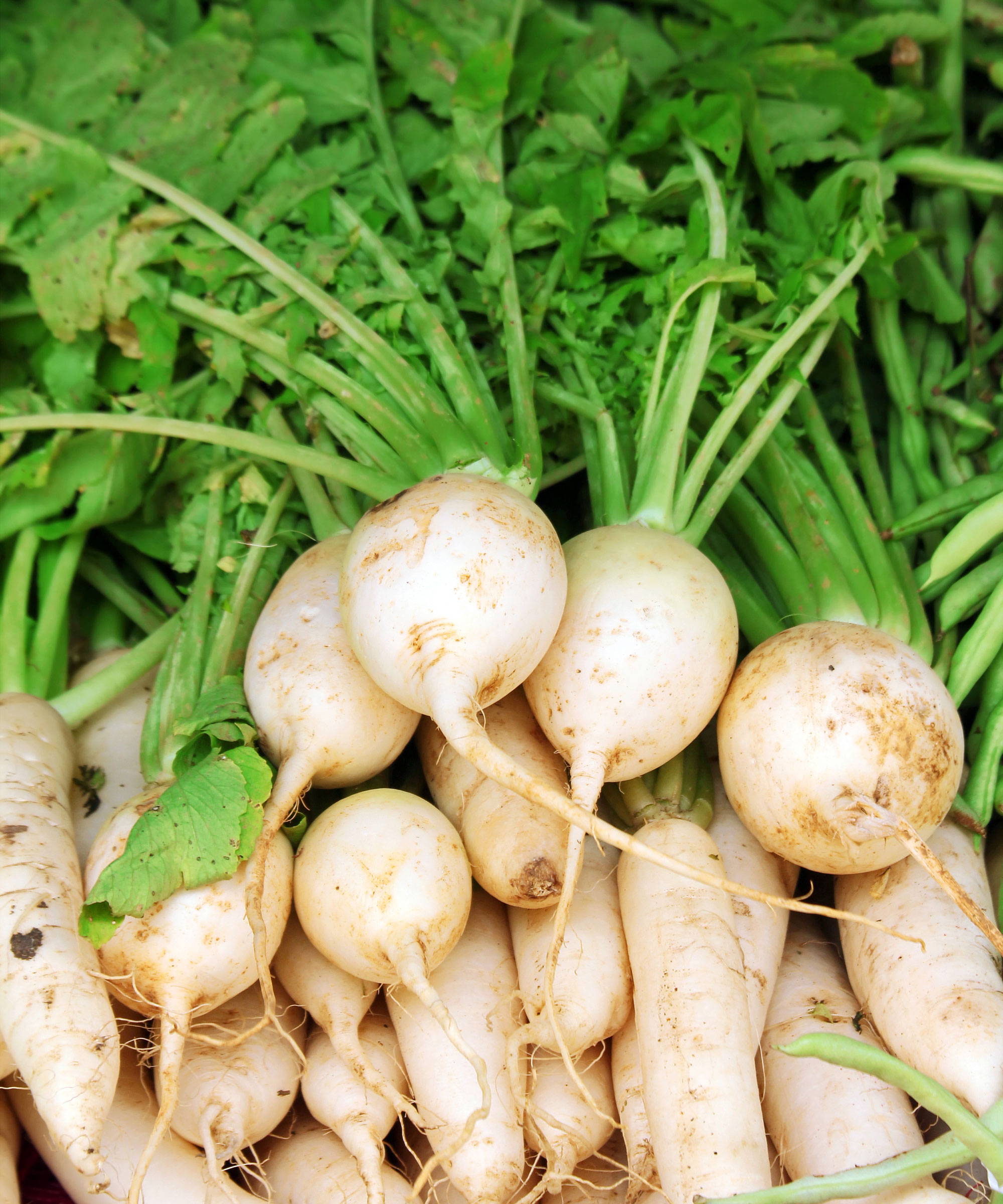 λευκό ραπανάκι daikon ρίζες που συλλέγονται πρόσφατα