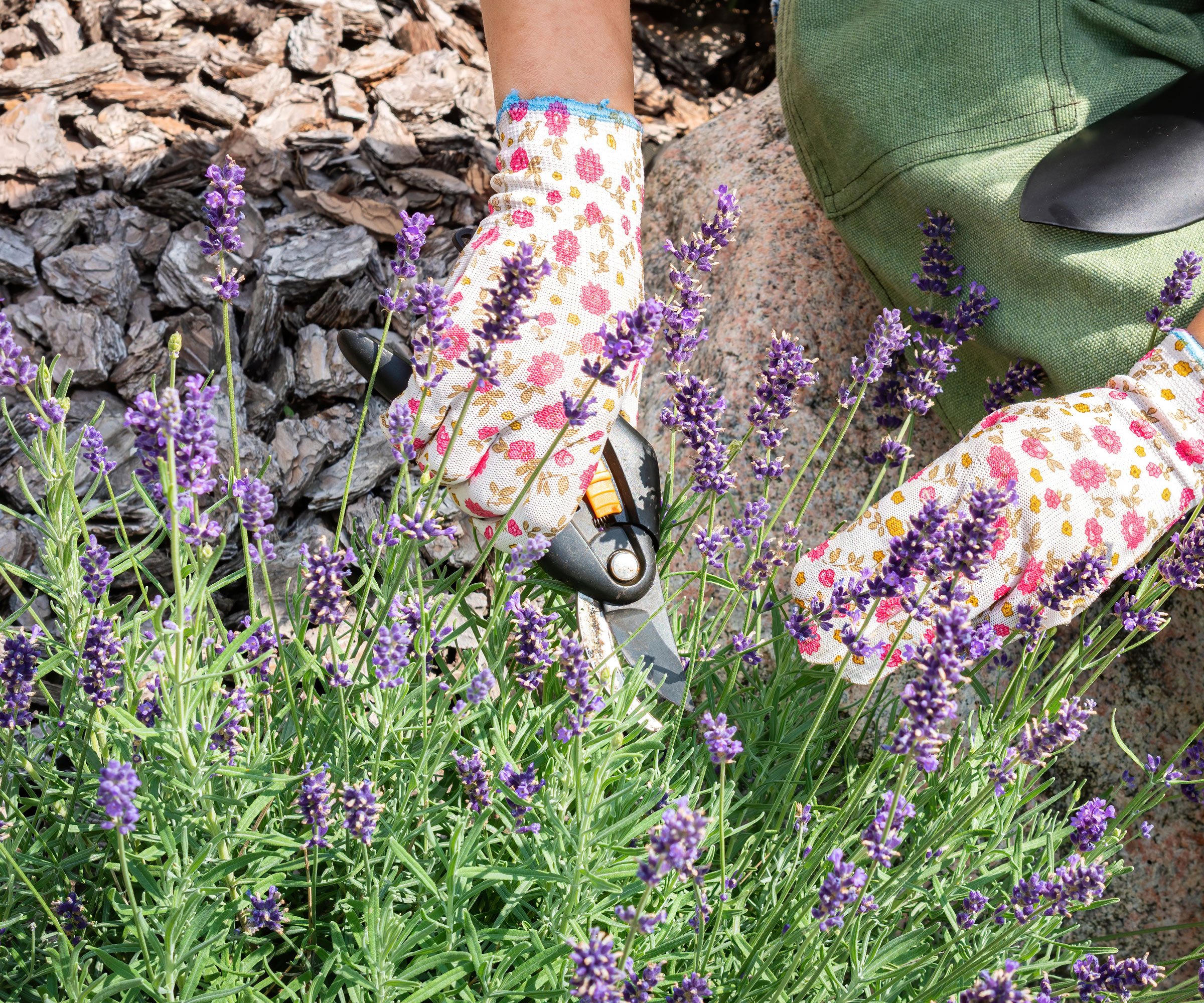Γυναίκα Deadhead Lavender ενώ φοράει γάντια