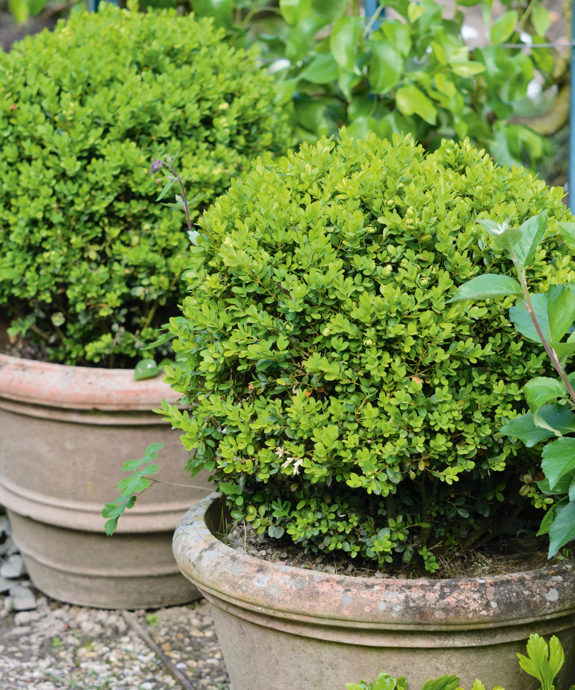 Φυτά boxwood σε εμπορευματοκιβώτια