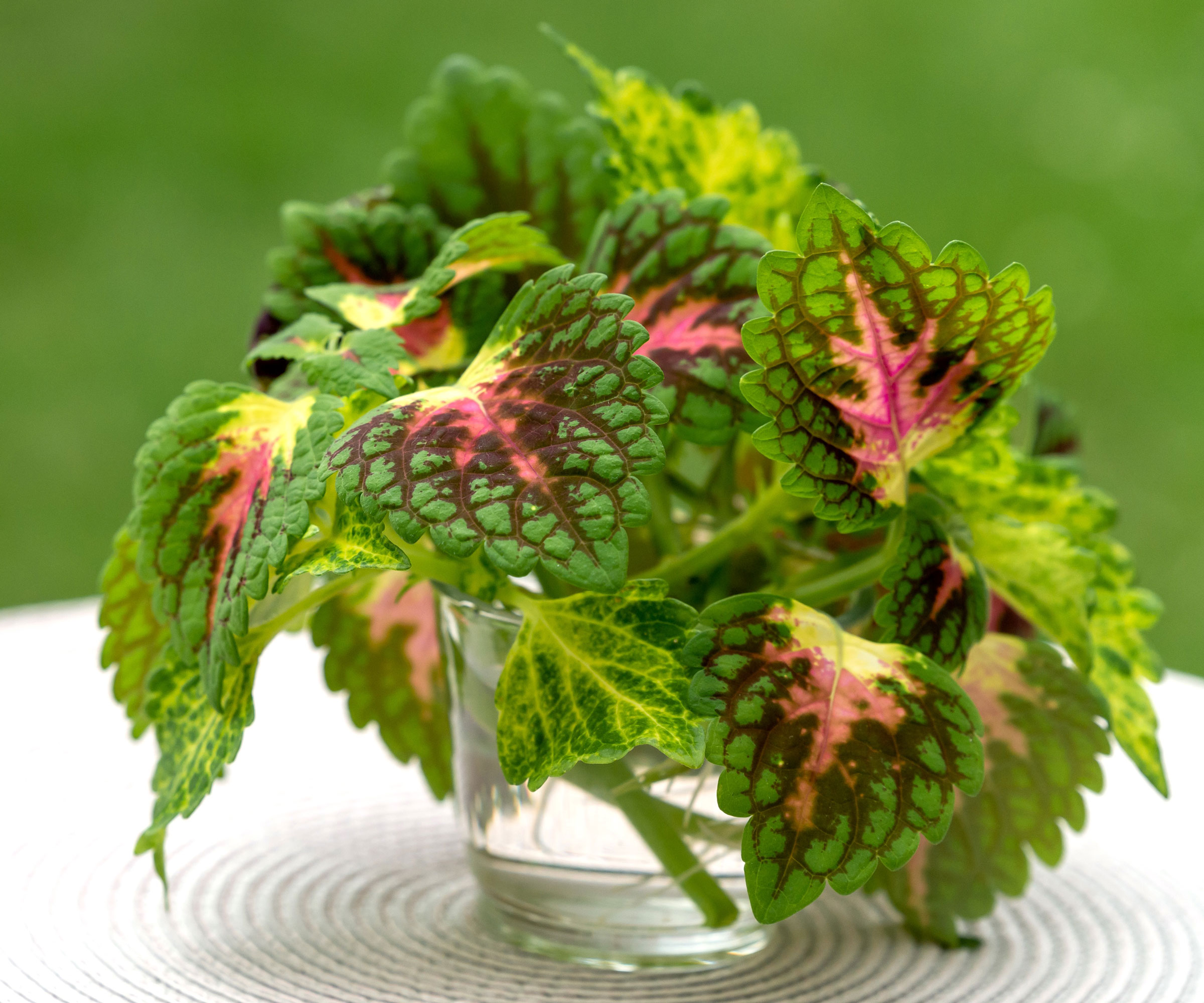 Coleus μοσχεύματα σε ένα ποτήρι νερό