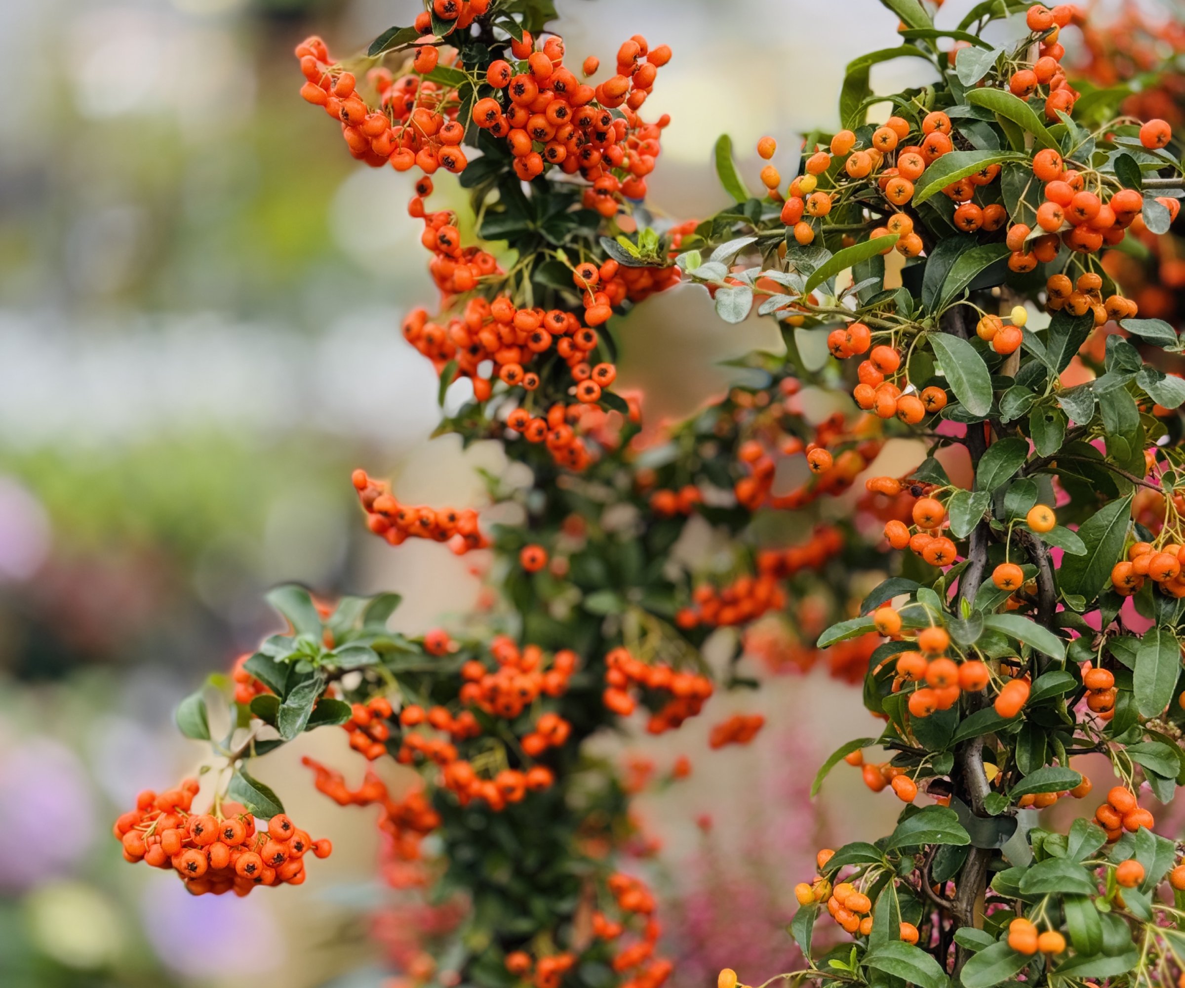 Πορτοκαλί μούρα σε ένα θάμνο Firethorn
