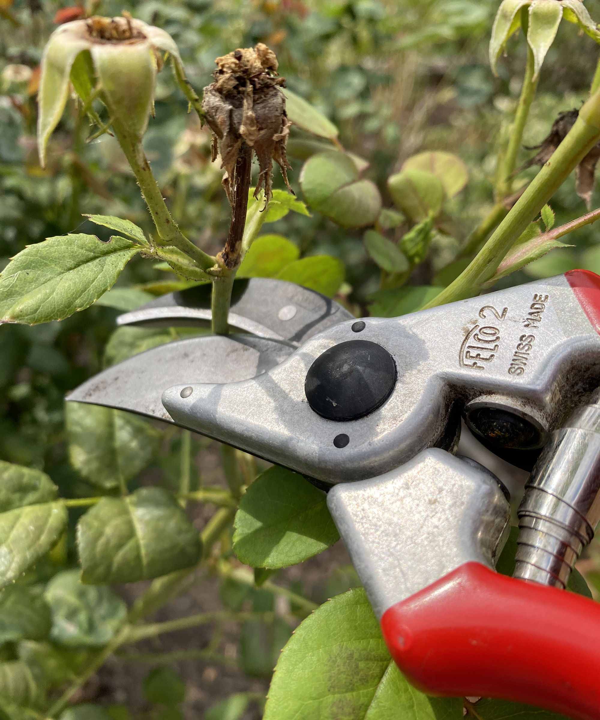Το Deadheading ξόδεψε λουλούδια τριαντάφυλλου με κλάδους χεριών
