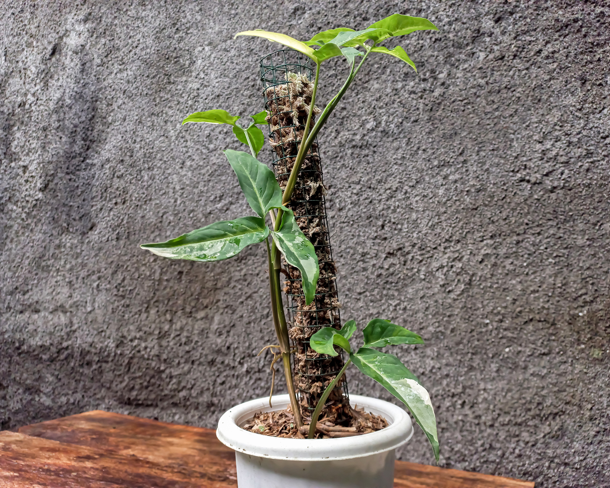 Εργοστάσιο syngonium on moss pole