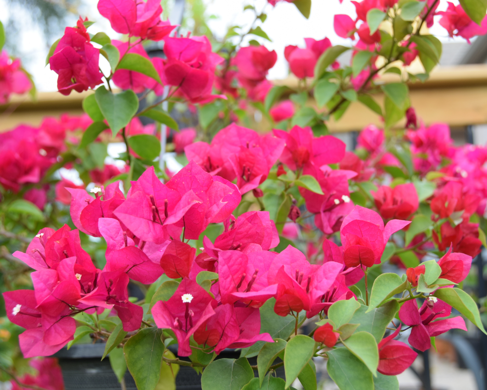 Φωτεινά ροζ λουλούδια αμπέλου bougainvillea
