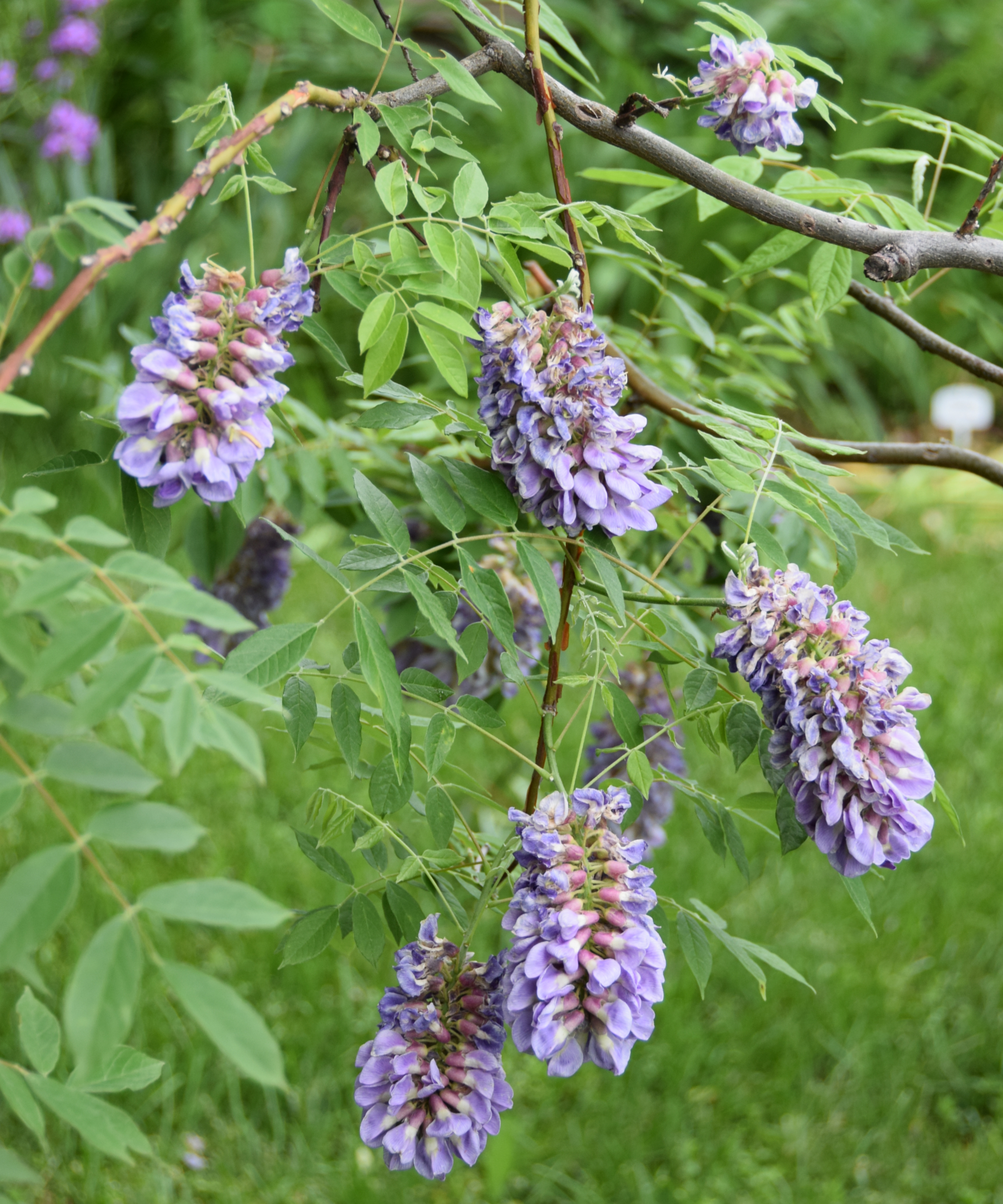 Ελαφριά μοβ άνθη στην αμερικανική αμπέλου Wisteria