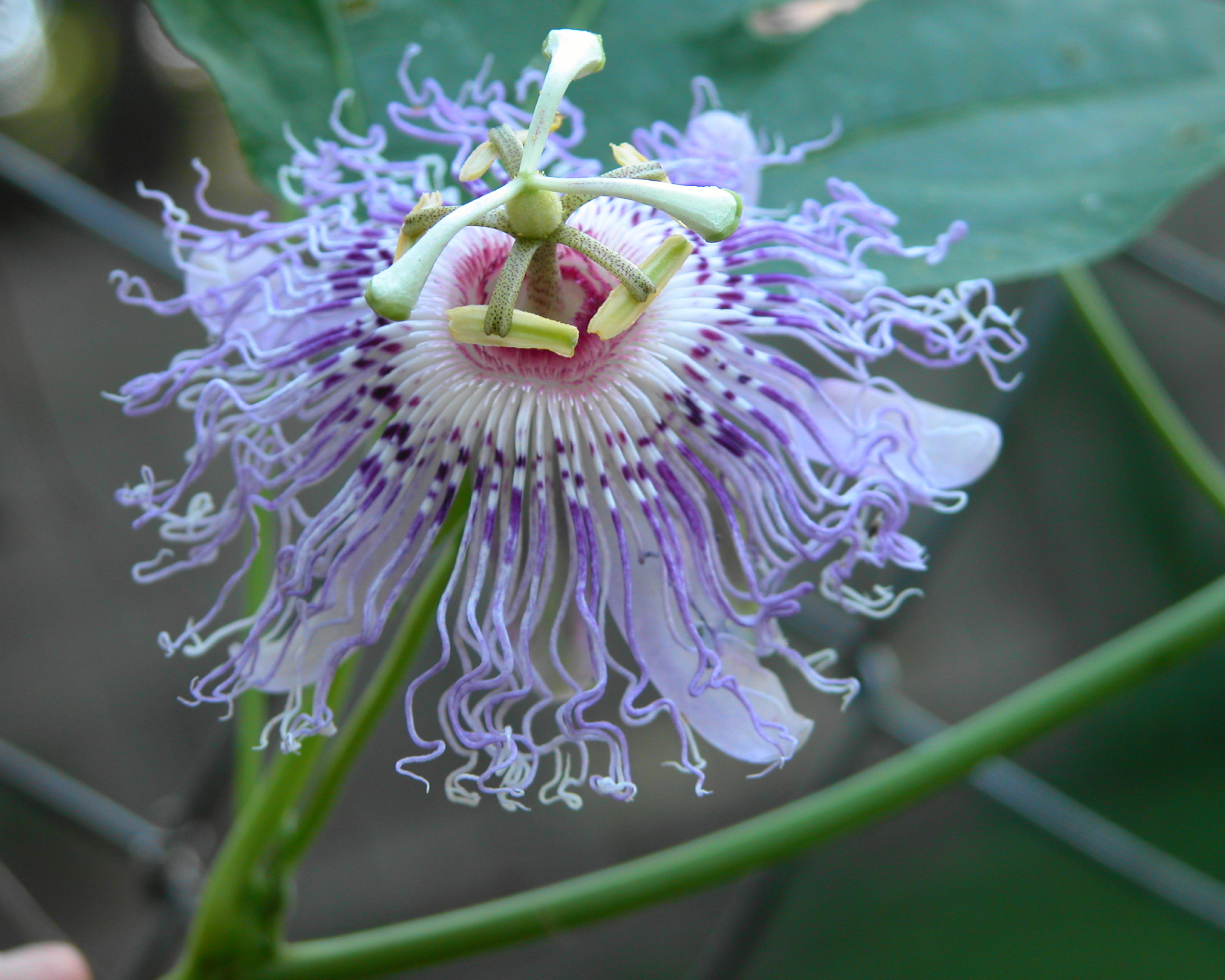 Μωβ Passionflower Vine Bloom