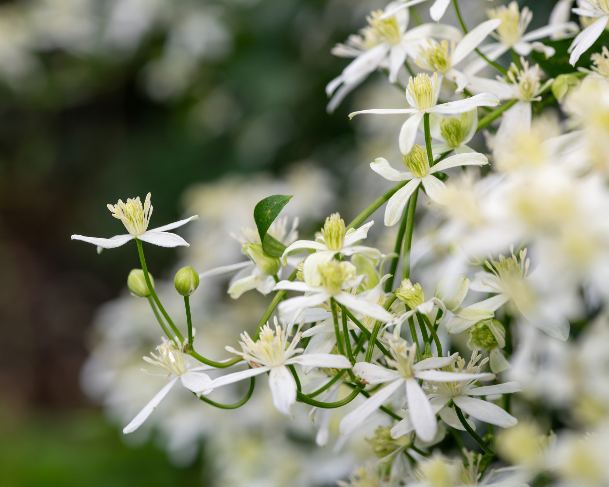 Μικρά λευκά λουλούδια στο γλυκό φθινόπωρο Clematis Vine