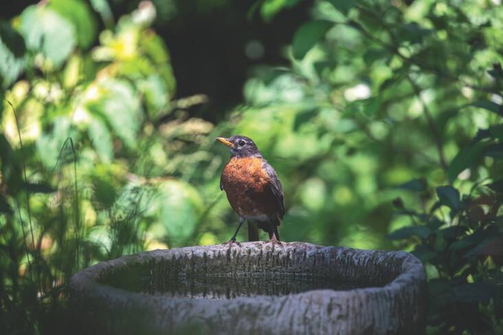 Jen McGuinness Bird Bath