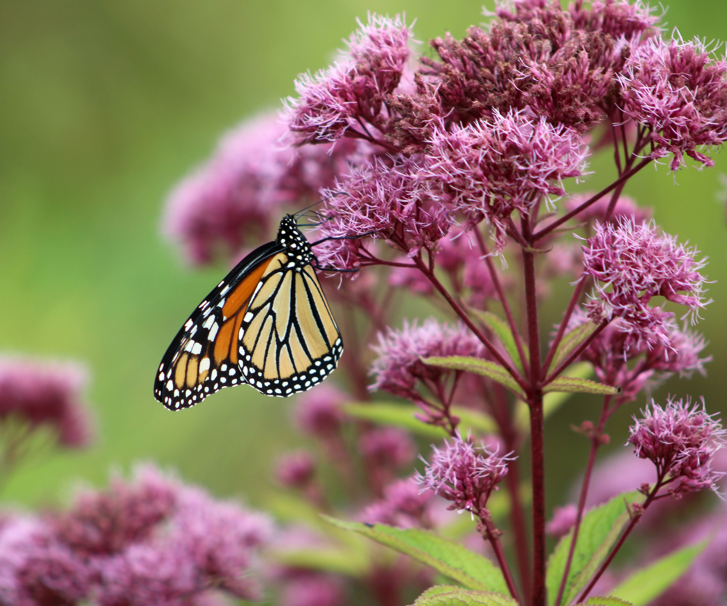 Joe Pye Weed σε άνθιση με πεταλούδα