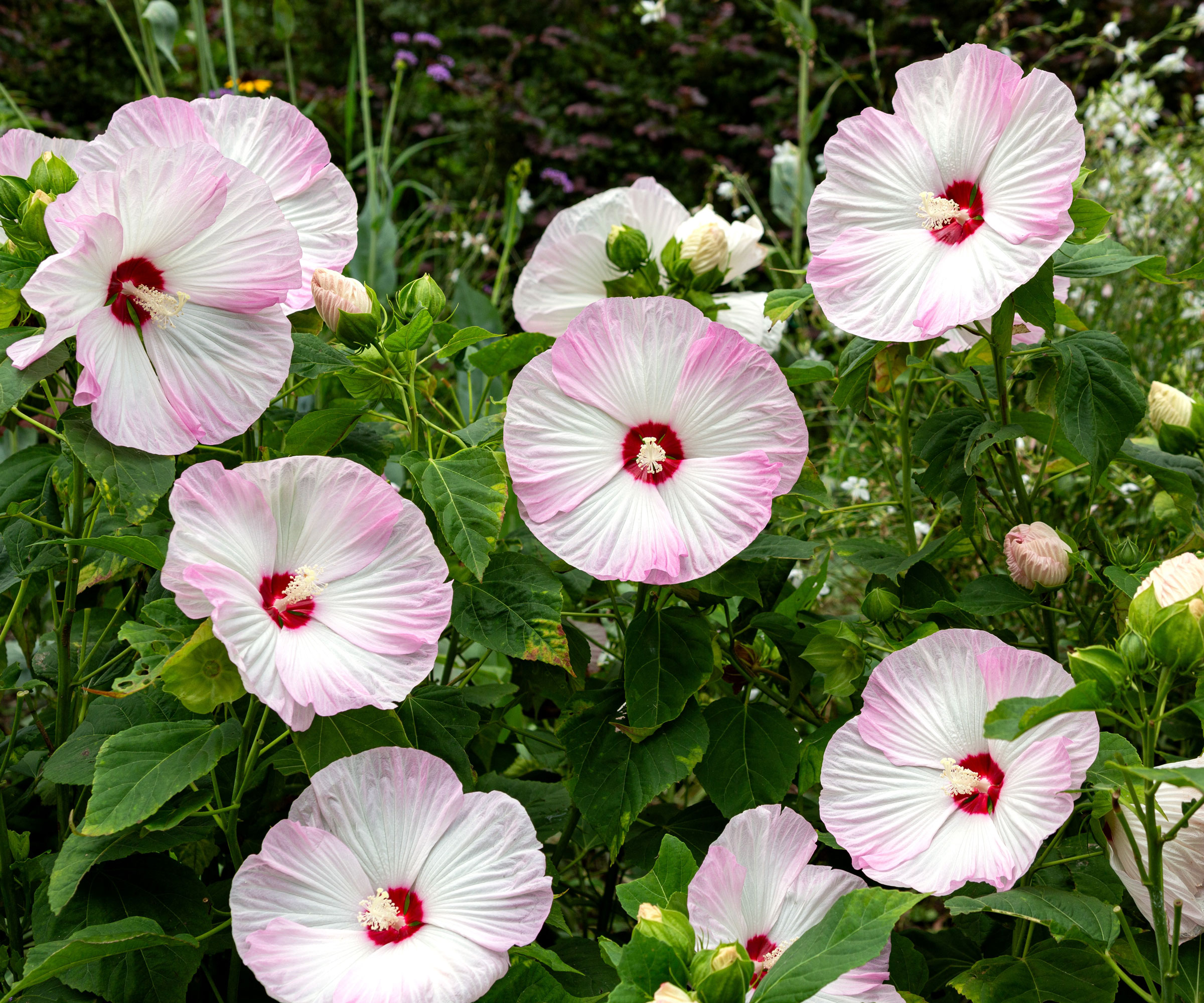 Rose Mallow σε άνθιση με ροζ και λευκά λουλούδια