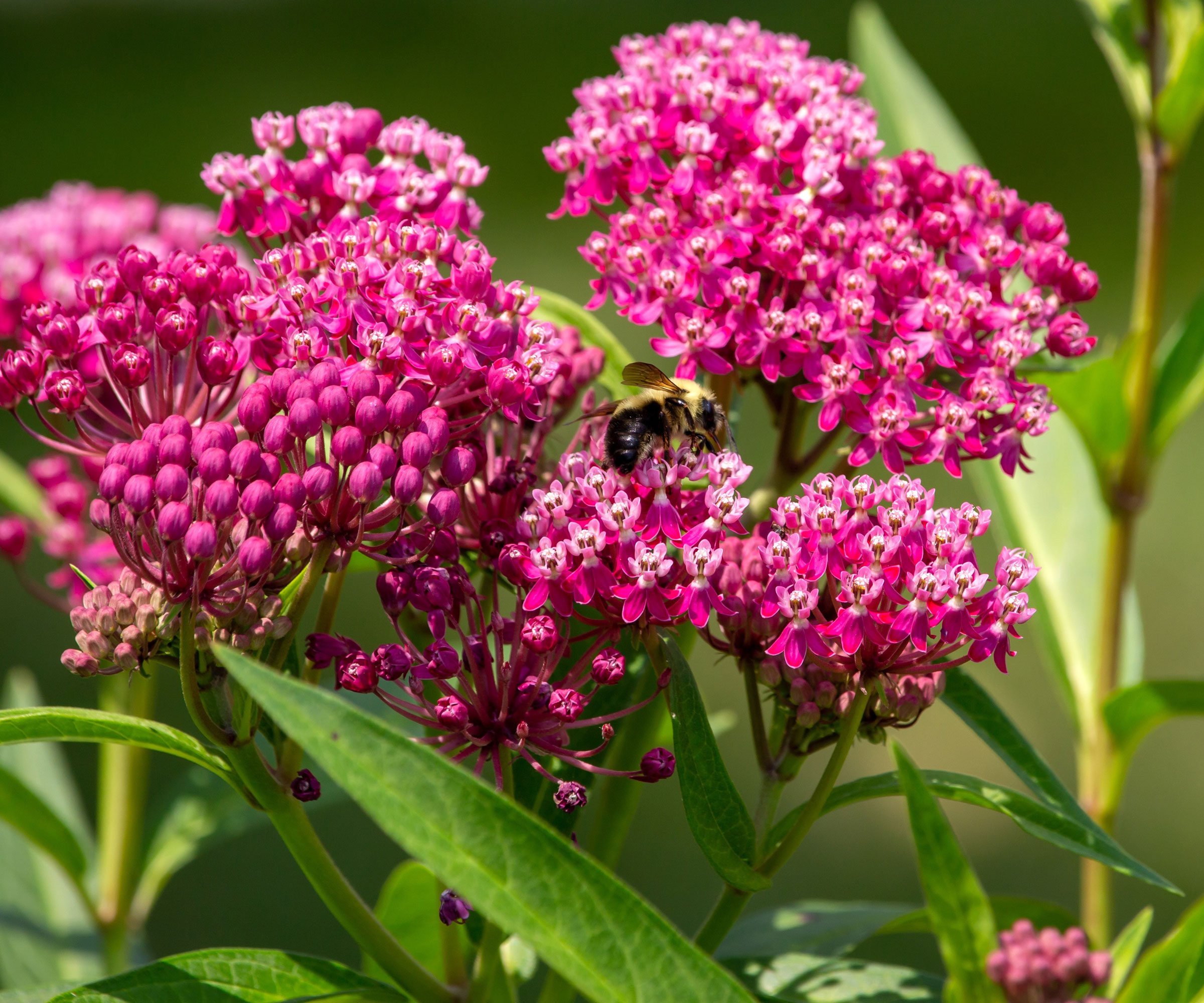 Swamp Milkweed με ροζ λουλούδια