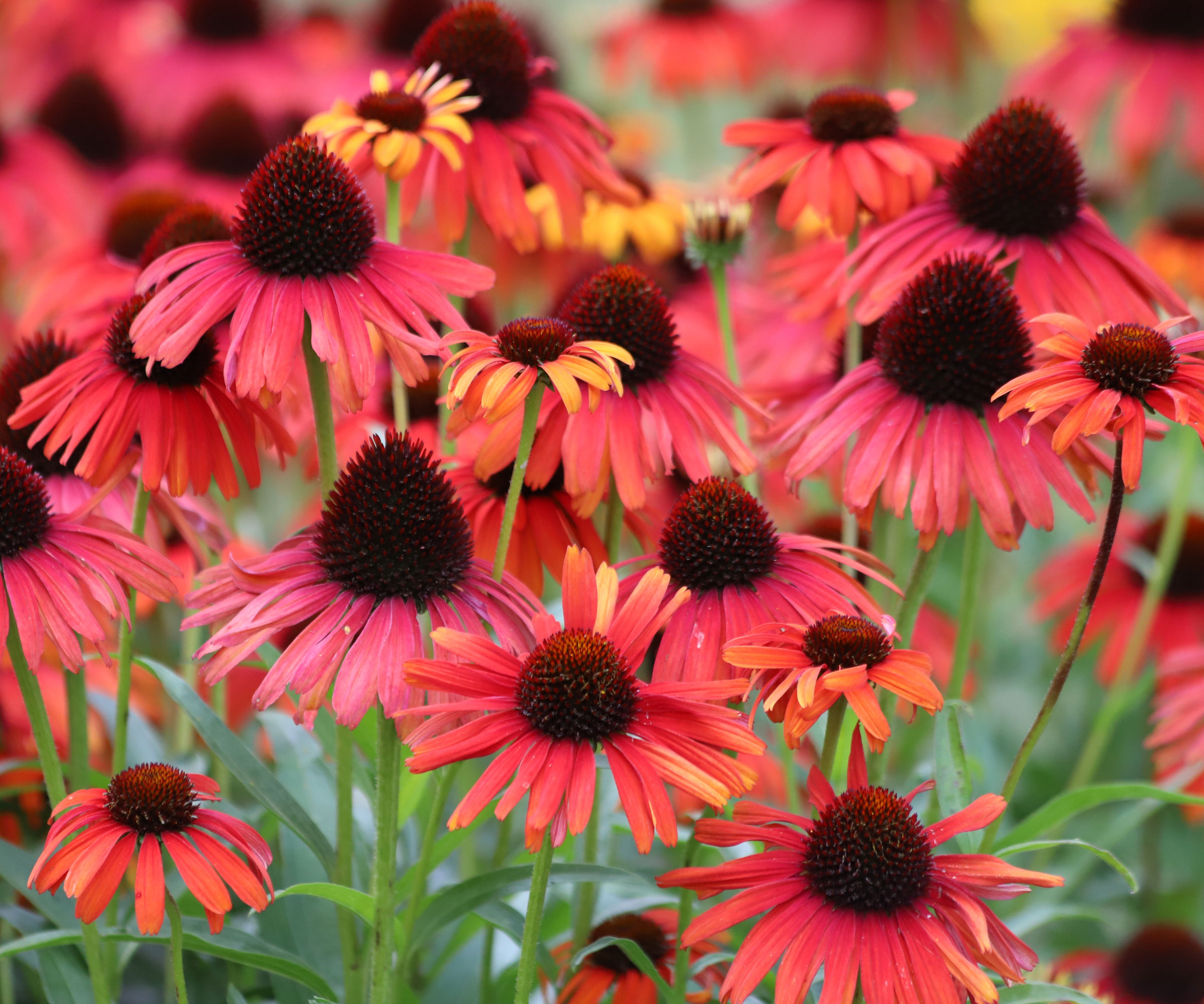 κόκκινα coneflowers στο καλοκαίρι λιβάδι φύτευση
