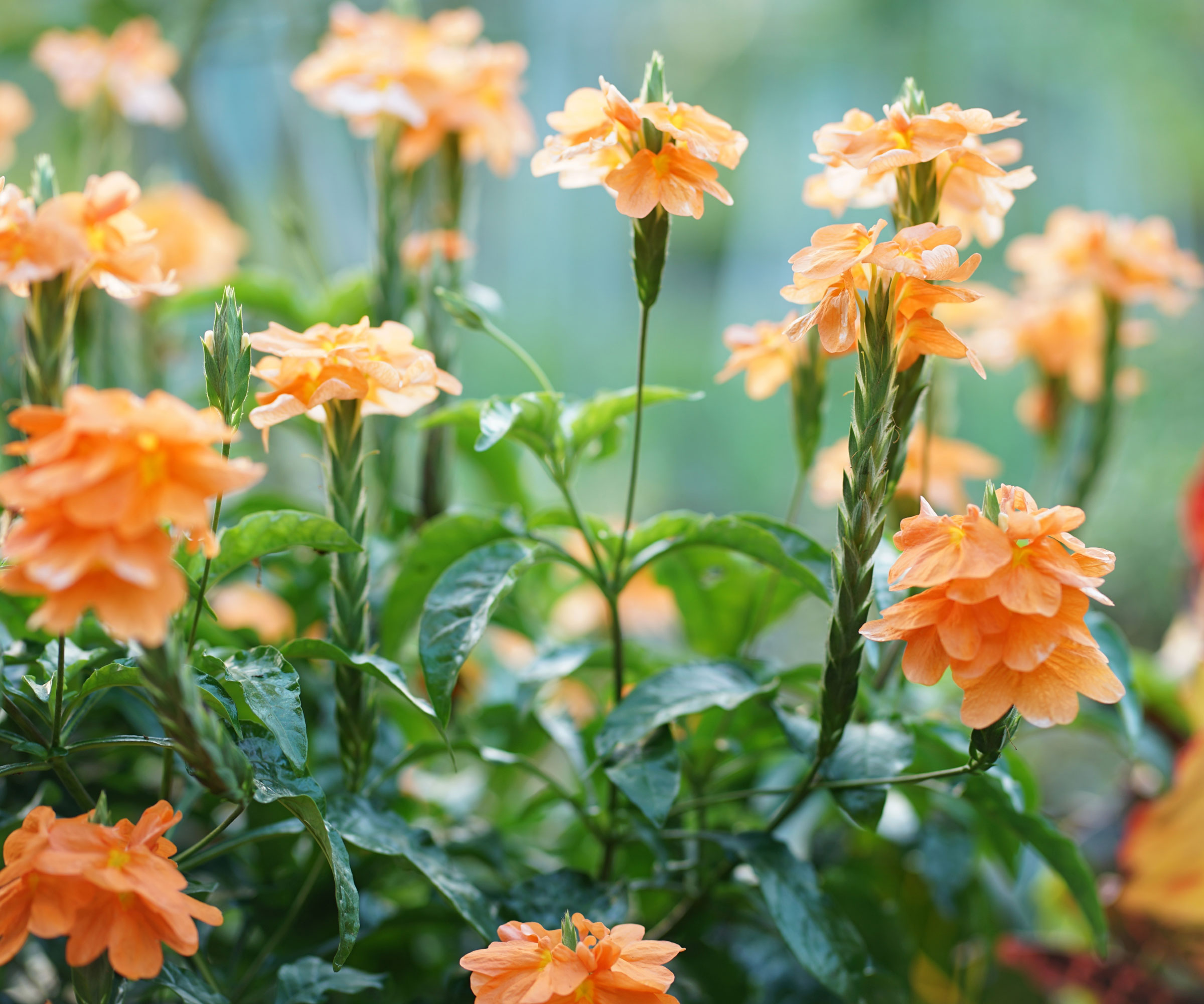 Crossandra Plant με πορτοκαλί λουλούδια