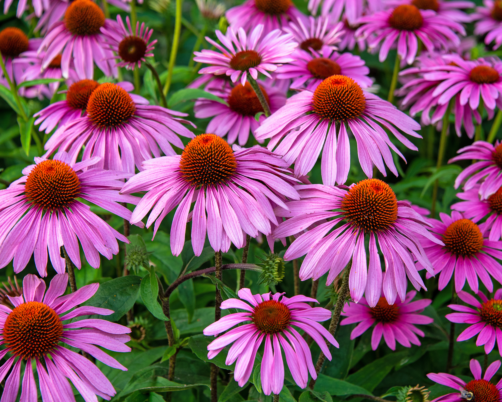 Purple Coneflowers - ή Echinacea