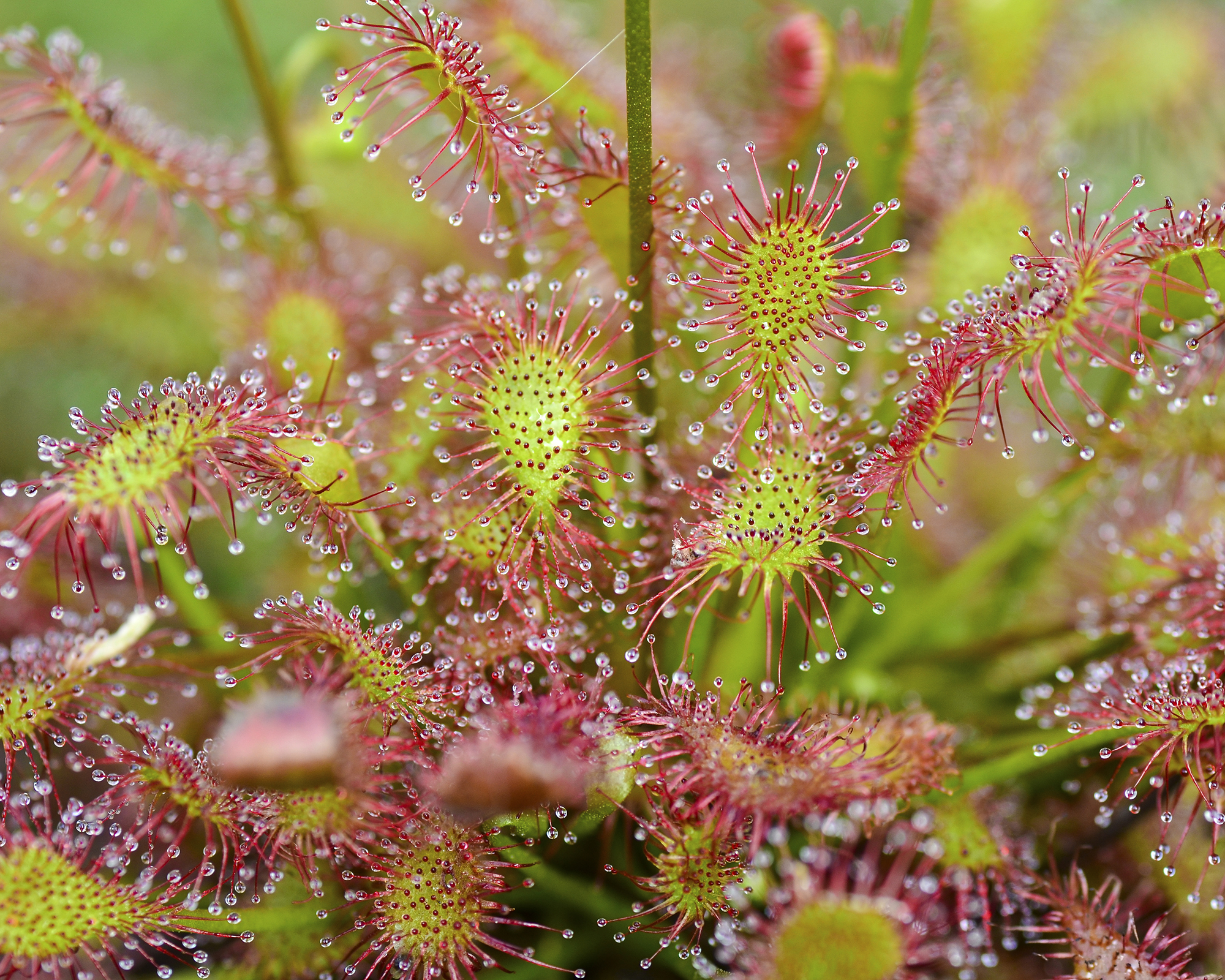 Φυτό σαρκοφάγου Sundew