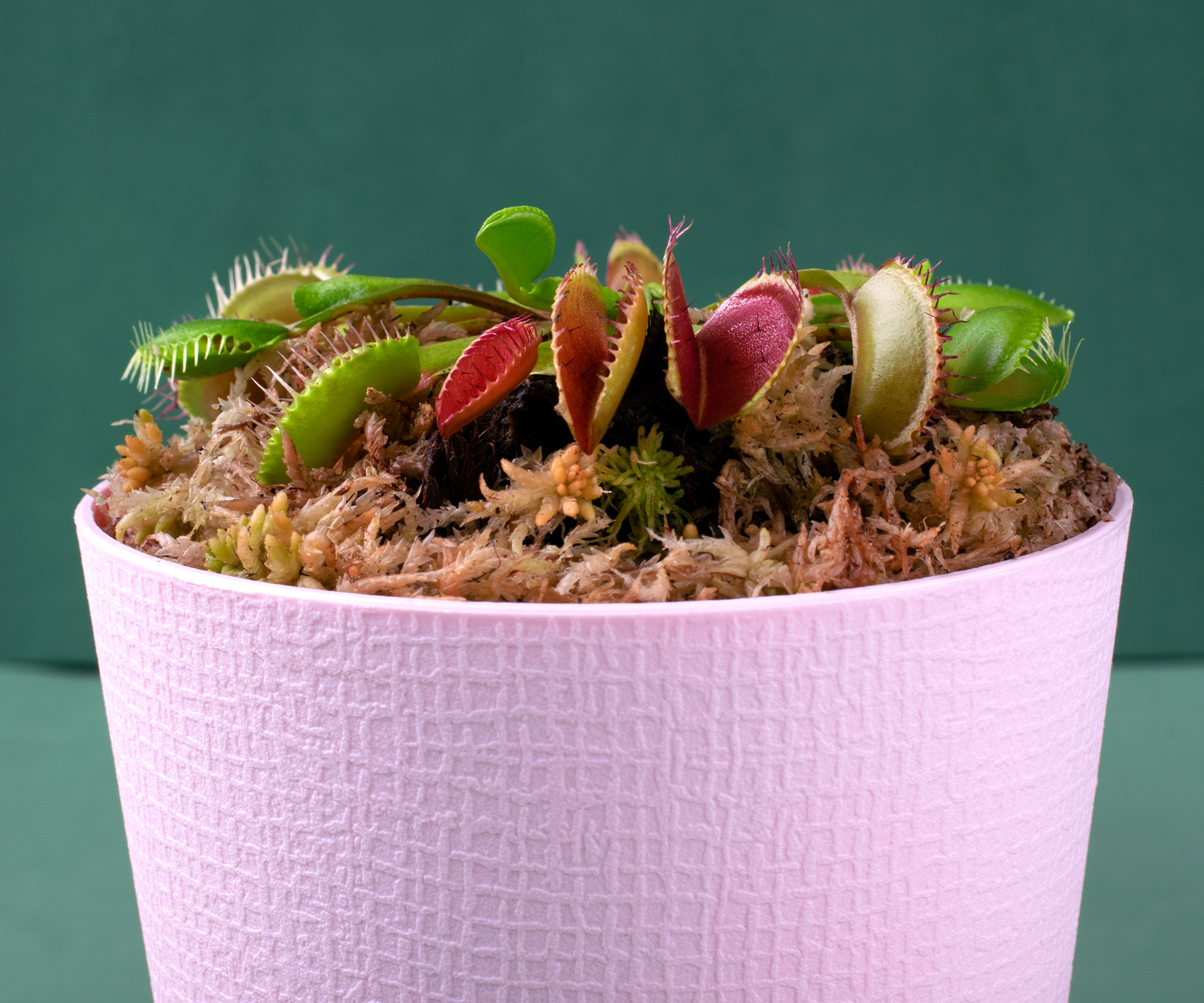 Venus Flytrap σε ροζ κεραμικό δοχείο