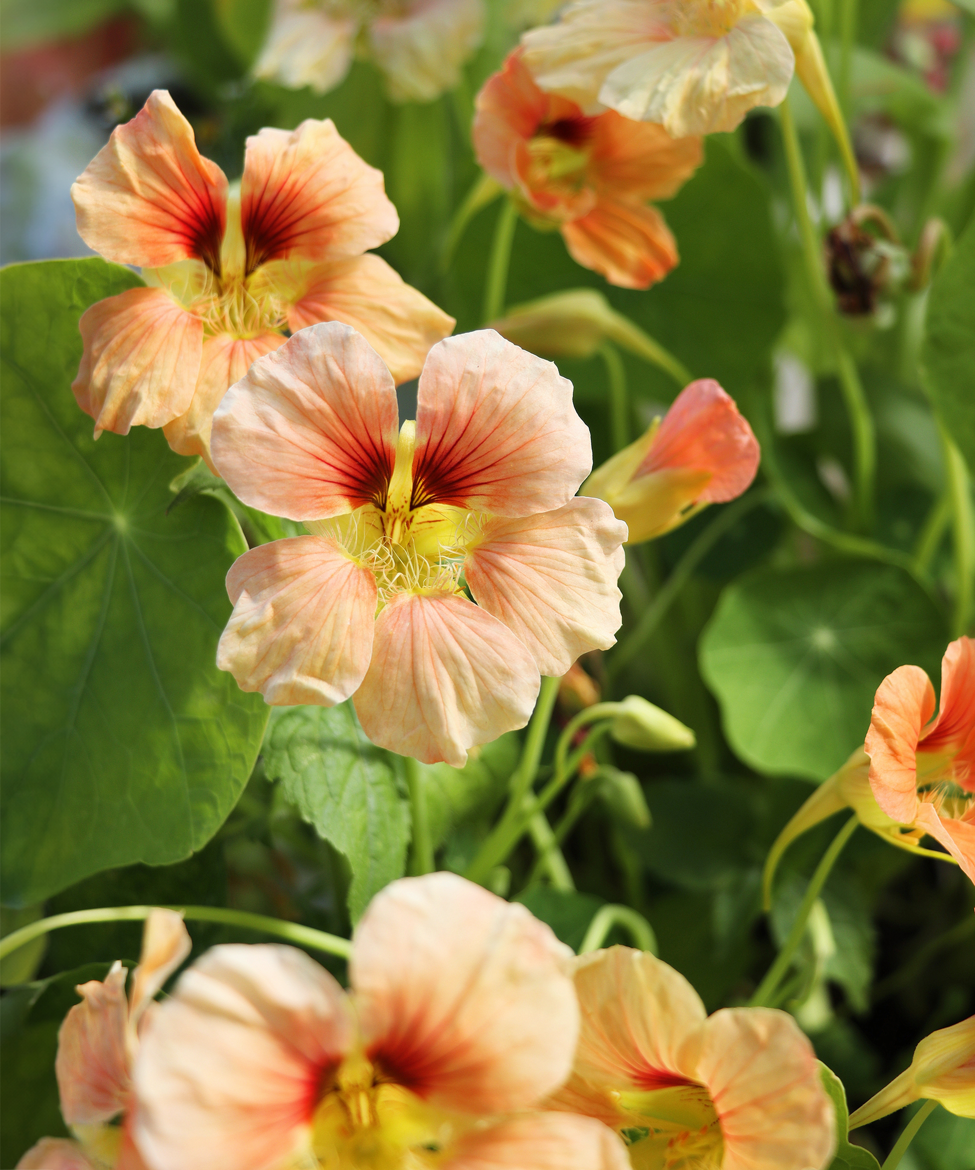 Λουλούδια ροδάκινου nasturtium