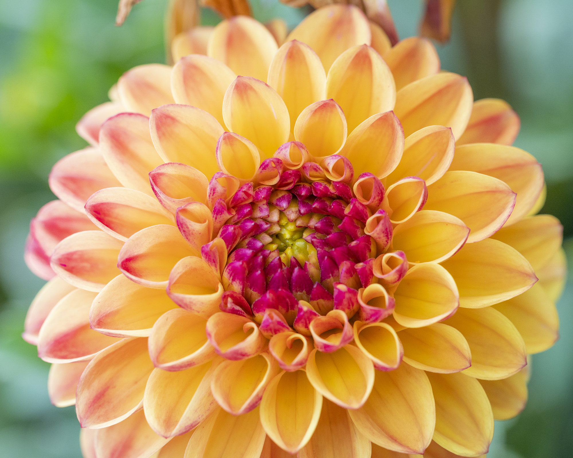 Λουλούδι suncrest dahlia