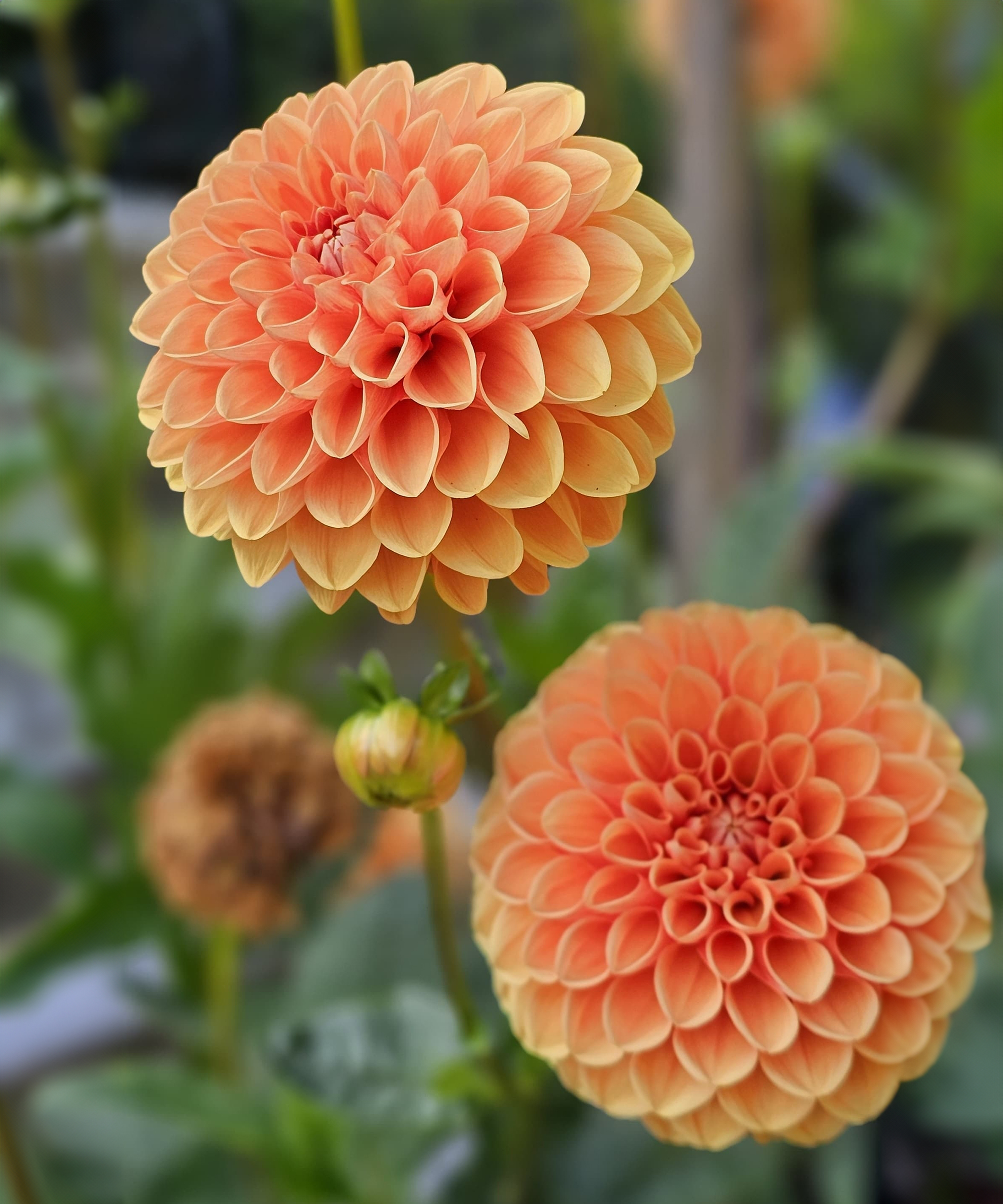 Λουλούδια ίντριγκα Dahlia