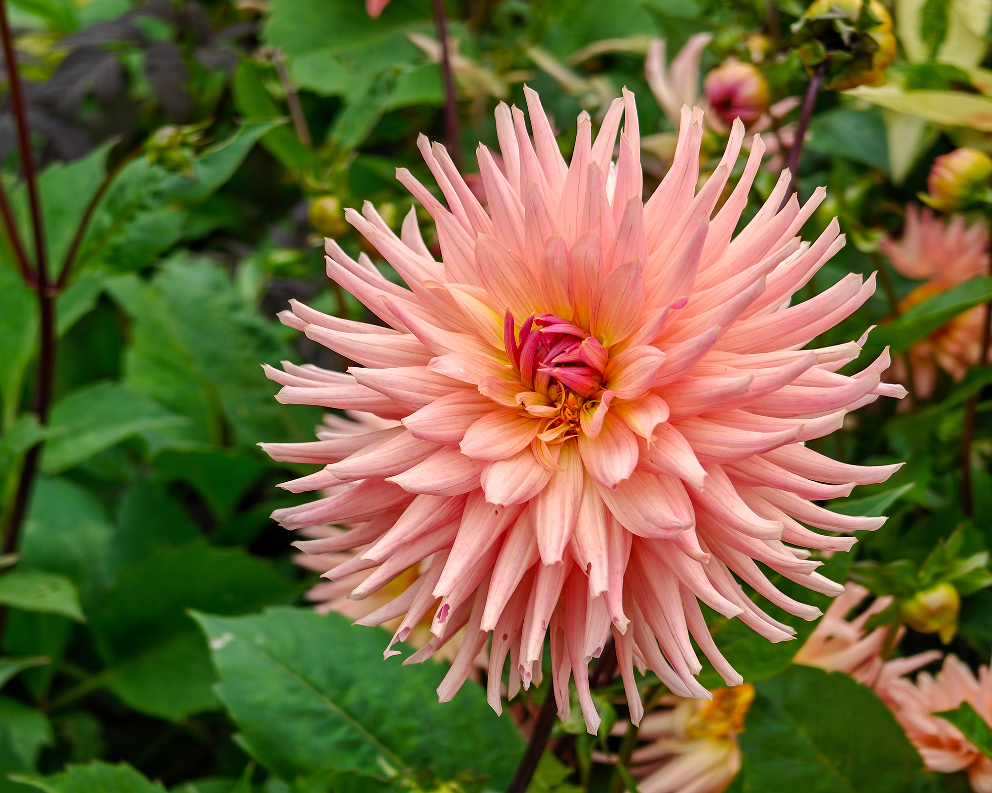 Λουλούδι terracotta dahlia