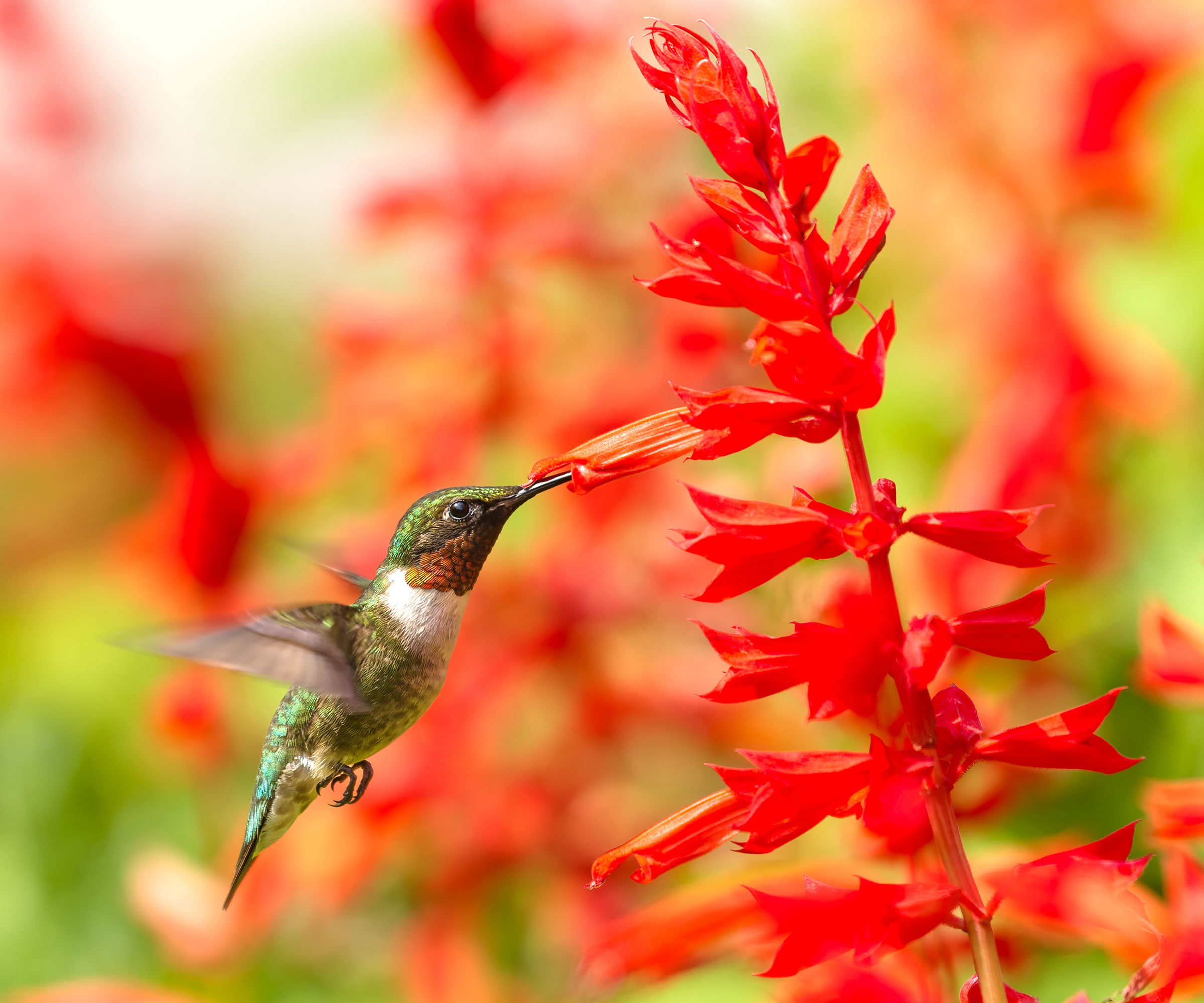 Hummingbird σίτιση από κόκκινο καρδινάλιο λουλούδι