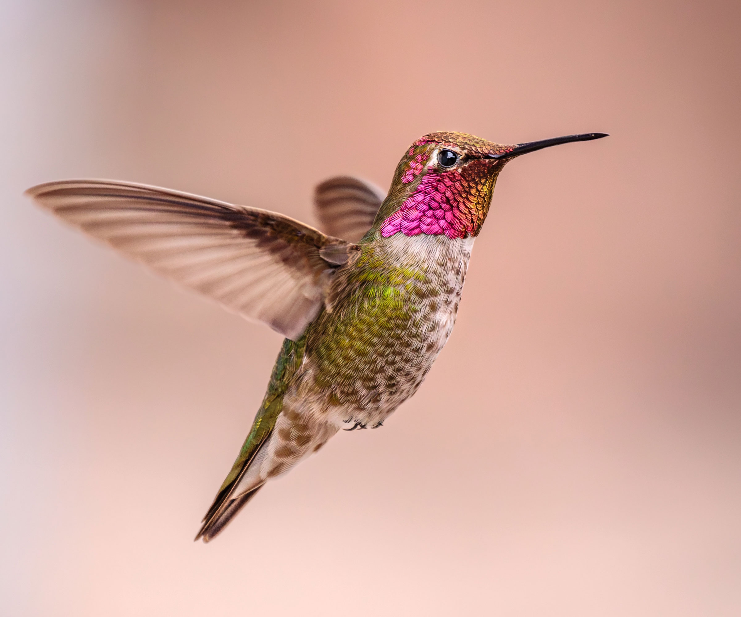 Hummingbird που πετάει στον κήπο