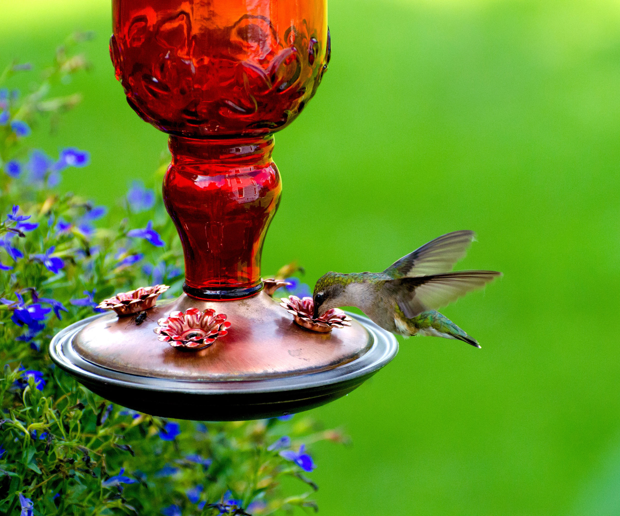 Τροφίμων Hummingbird από τροφοδότη πουλιών